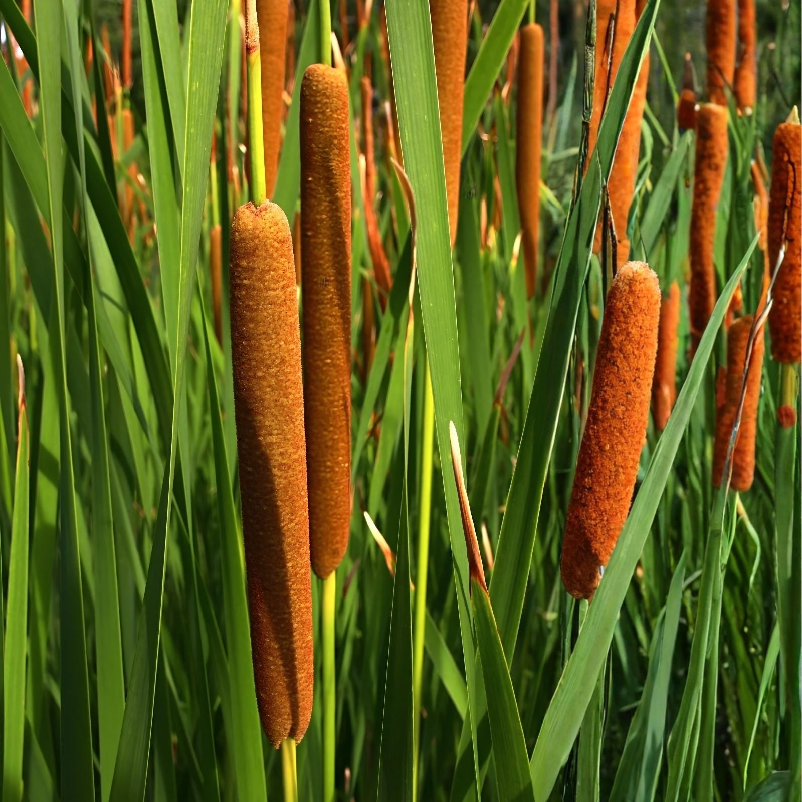 Cattail Seeds for Planting, 50 Count, Aquatic Plant Seeds, Typha latifolia, Wetland Plant Seeds for Garden and Pond
