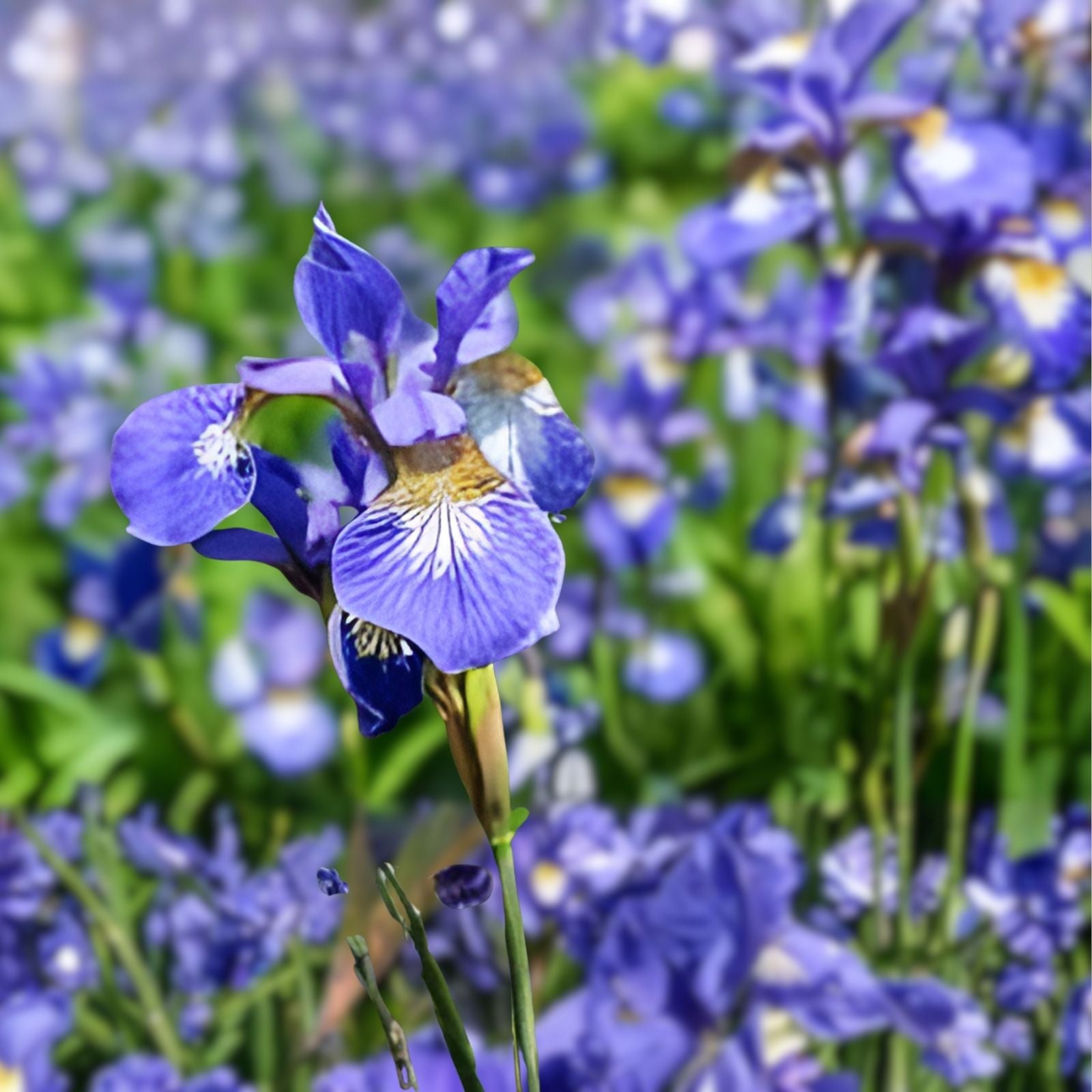 Siberian Iris Starter Plant - Well-Rooted Iris sibirica with Frilly Flowers - Early Season Garden Bloom