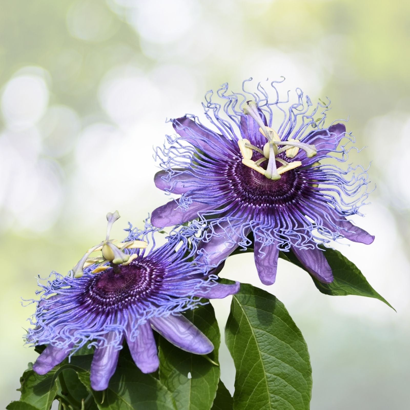 Purple Passion Fruit Seeds - 15+ Pack - Passiflora edulis - Vine Passion Flower Seeds - USA Grown