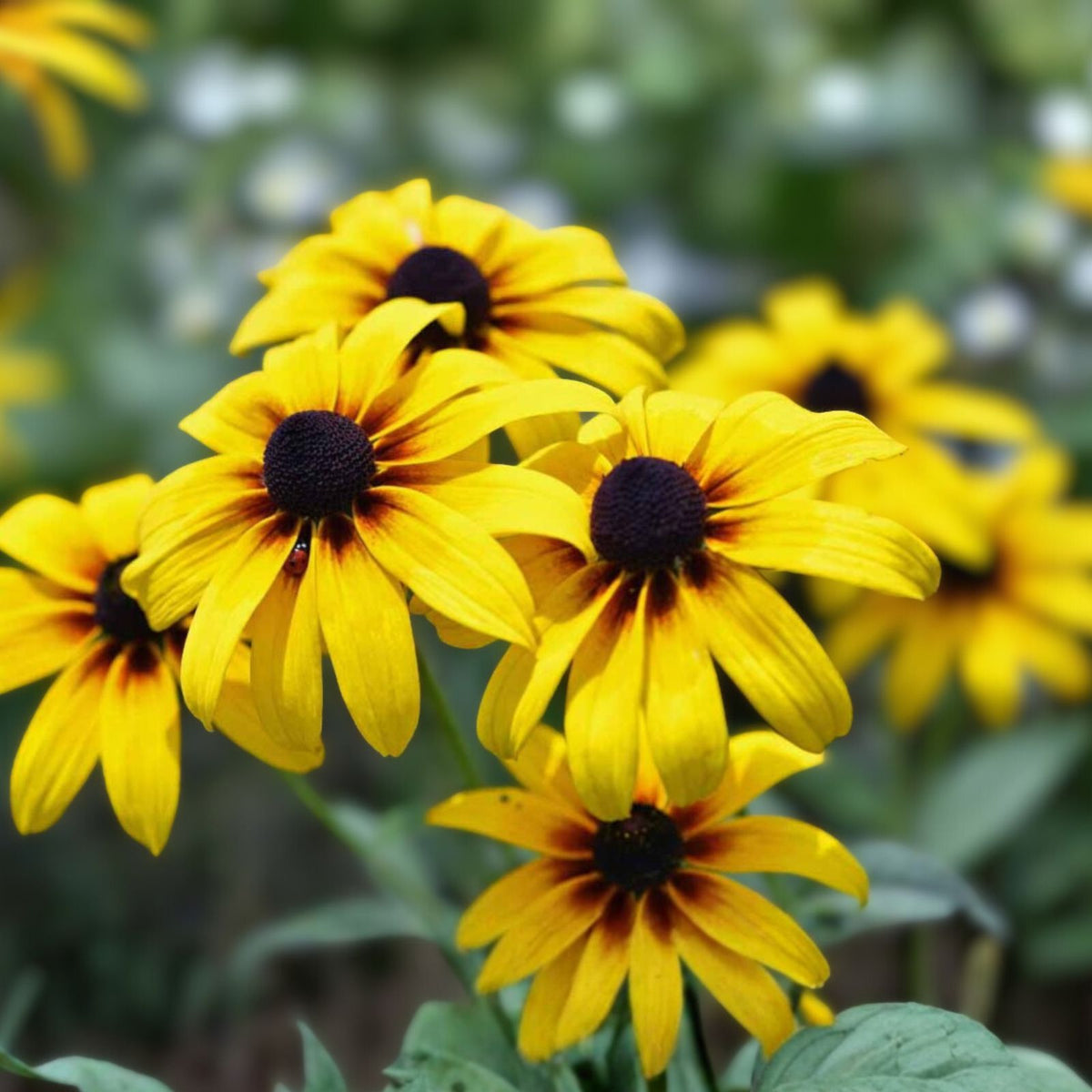Black-Eyed Susan Plants - 12 Bare Root Plugs - Organic Flowering Perennial - Rudbeckia hirta