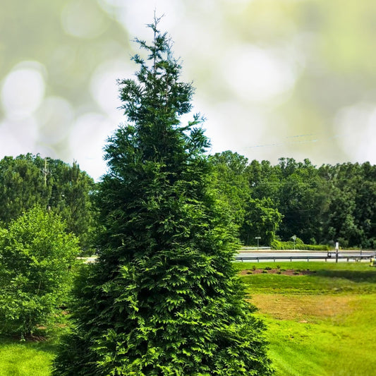 20 Green Giant Arborvitae Trees - Thuja Plicata - Fast-Growing Evergreen Privacy Shrubs - Deer Resistant