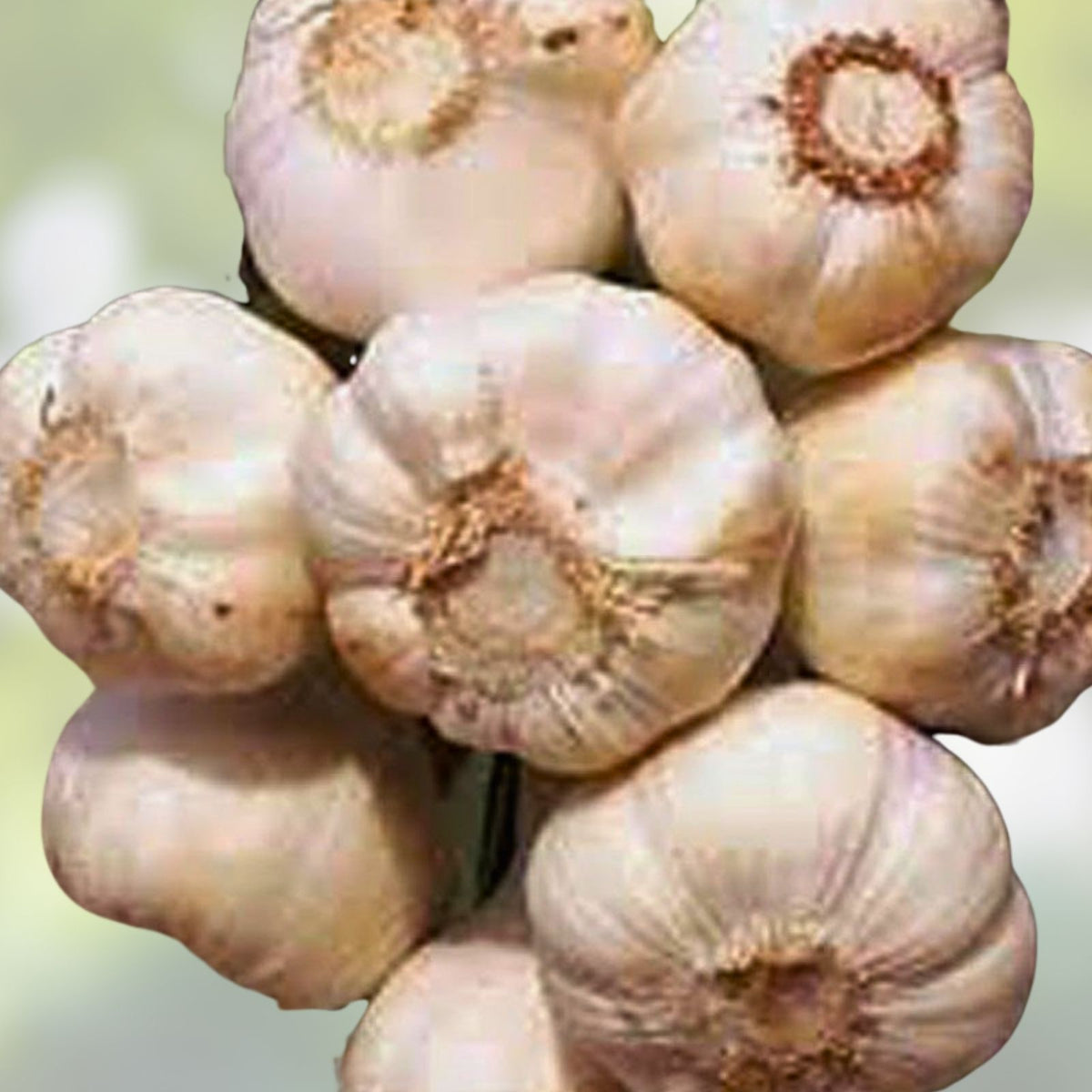 Fresh Garlic Bulbs 1/2 Pound Softneck Variety for Planting Allium sativum Organic Garlic Bulbs