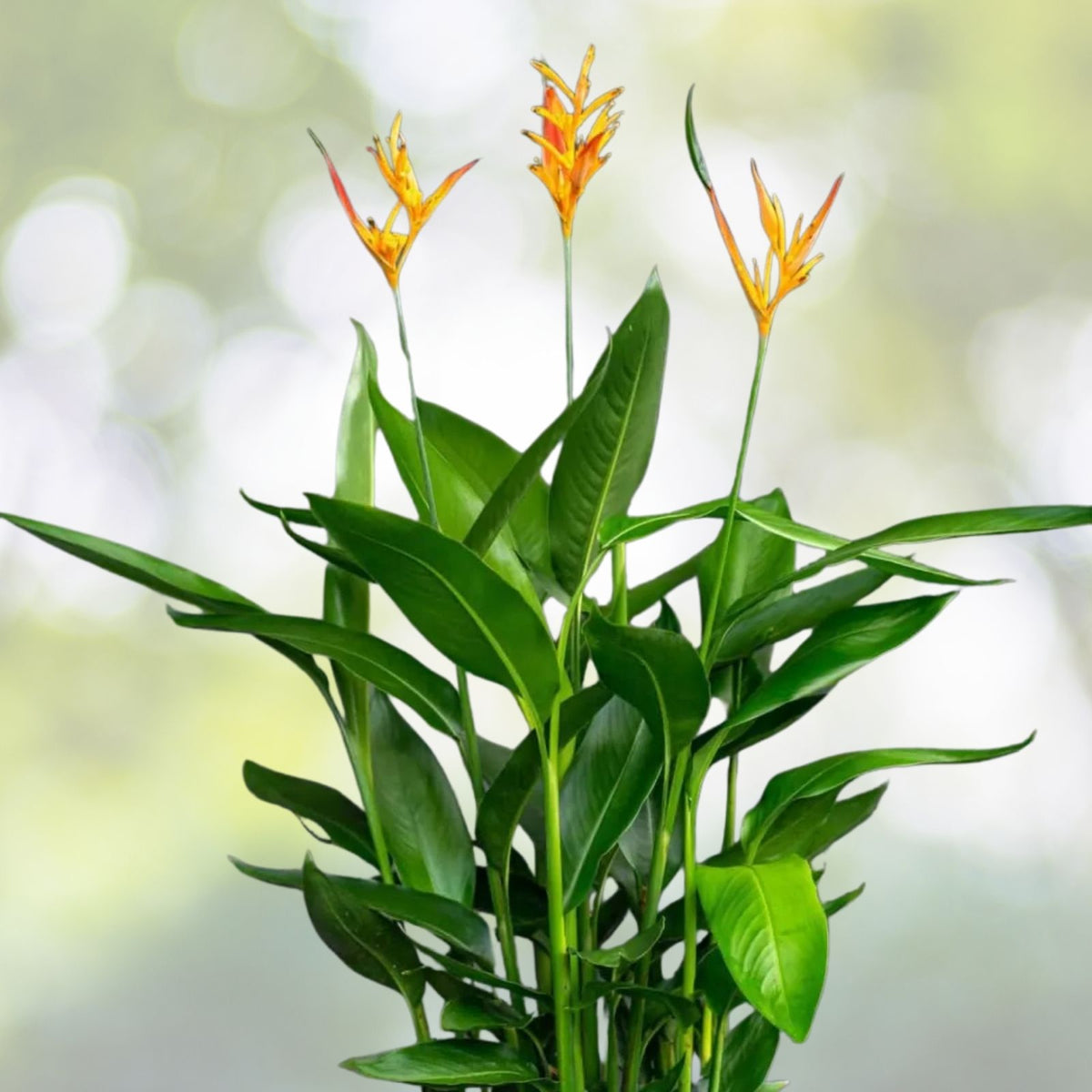 Heliconia Plant 9" Pot Choconiana Tropical Ornamental Foliage Heliconia psittacorum Live Houseplant