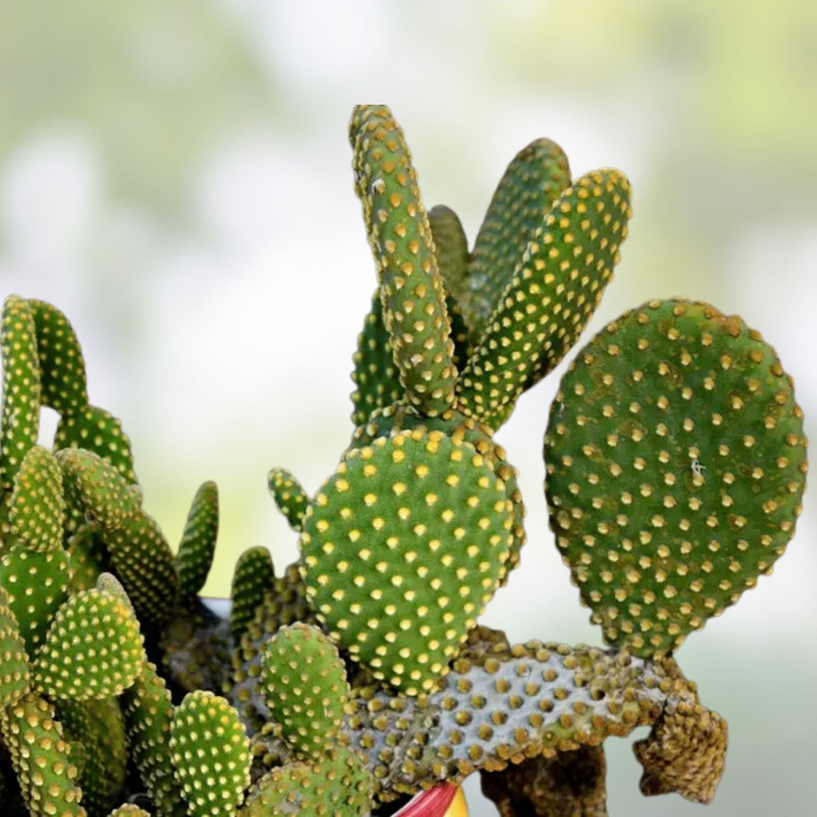 Opuntia Stardust Pad Cutting Cactus | Live Succulent Plant | Unique Variety | Real Cacti