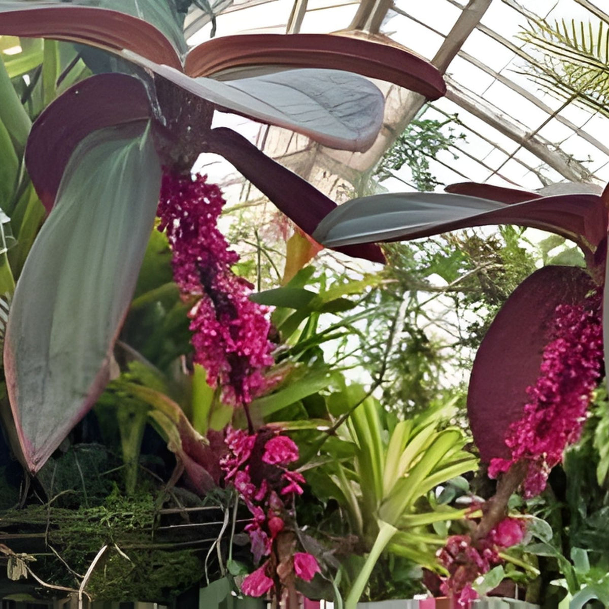 Medinilla ‘Gregori Hambali’ Plant - 6" Pot - Rare Tropical Houseplant with Pink Flowers - Medinilla from Papua New Guinea