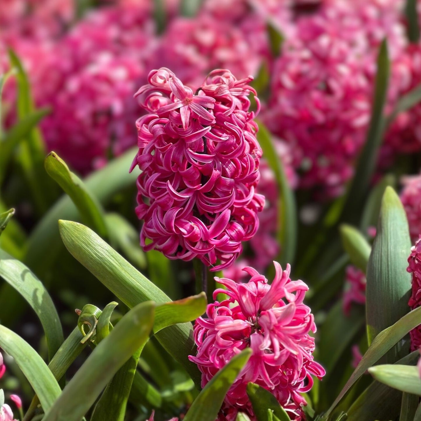 Fragrant Hyacinth Bulbs 15cm Pink Pearl – Hyacinthus orientalis Flower Bulbs for Planting (2 Pack)