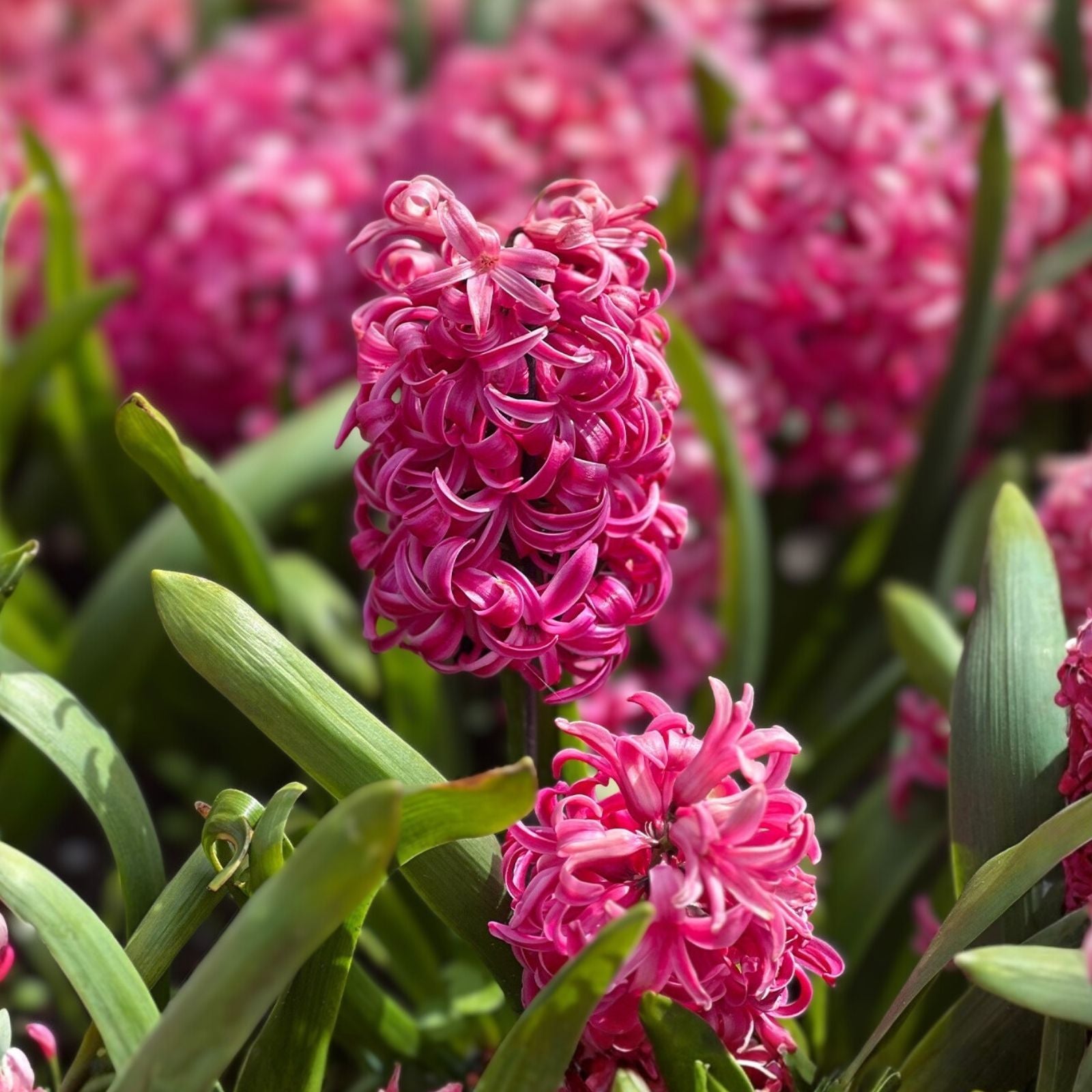Fragrant Hyacinth Bulbs 15cm Pink Pearl – Hyacinthus orientalis Flower Bulbs for Planting (2 Pack)