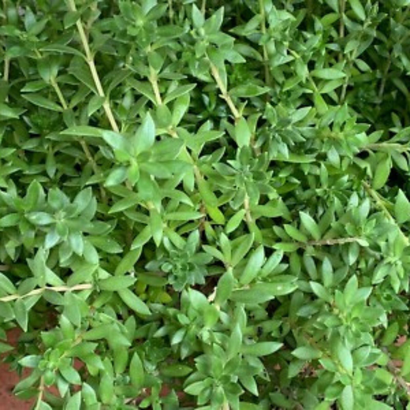 50 Live Sedum Sarmentosum Cuttings – Fast Growing Creeping Perennial Ground Cover Plants