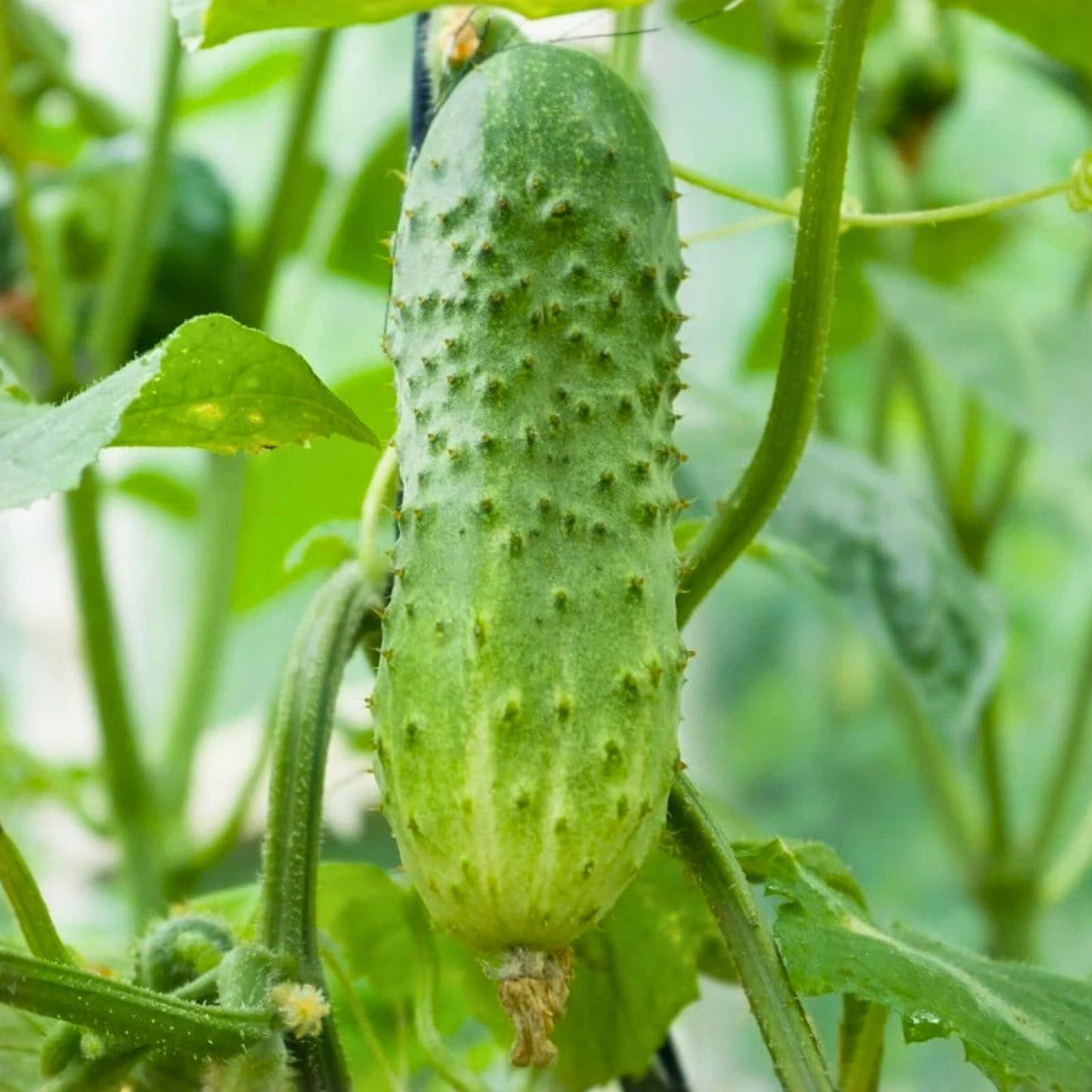 Heirloom Cucumber Seeds 25+ Non-GMO Boston Pickling Cucumis sativus for Pickling and Gardening
