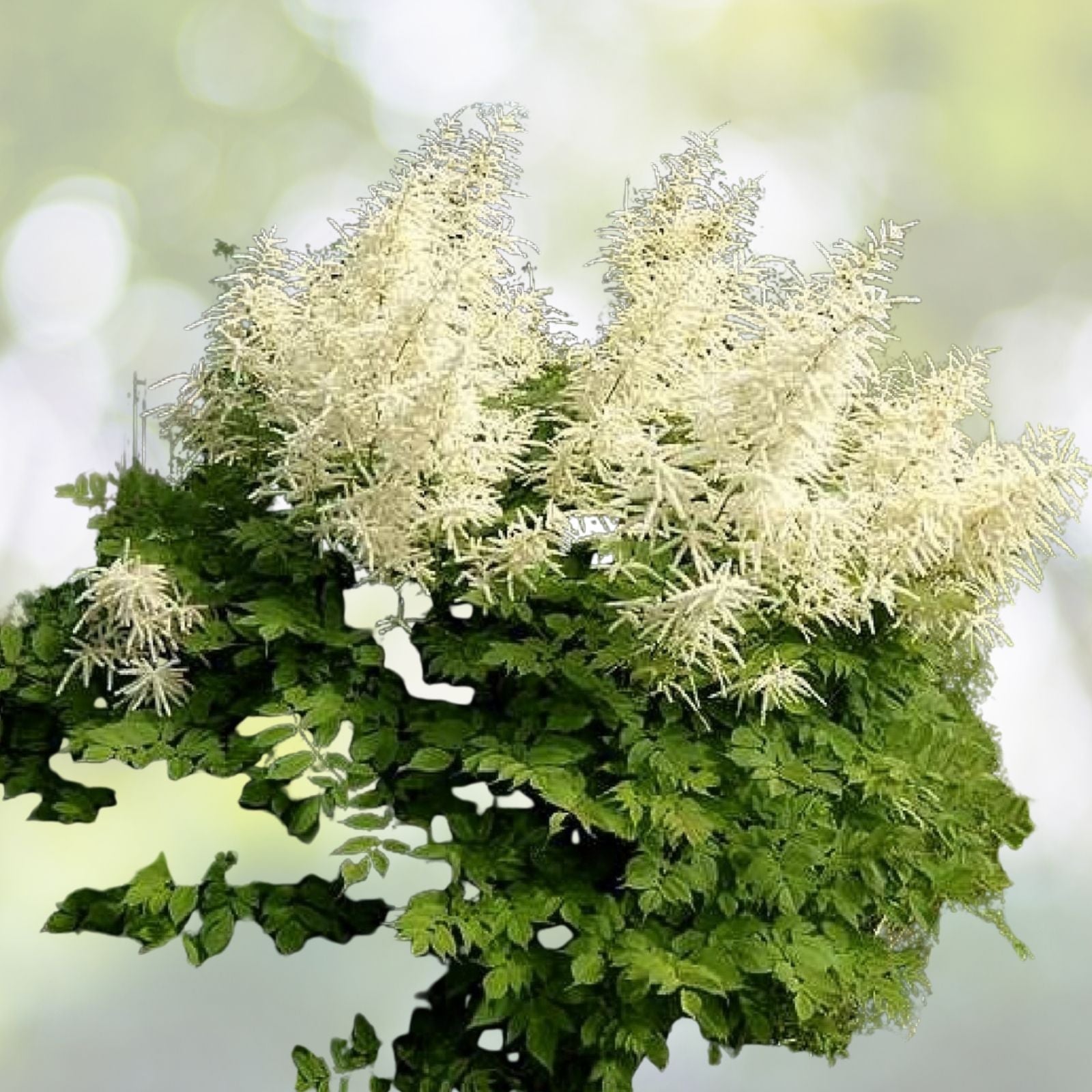 Goats Beard Seeds - 100+ Showy Plumes - Aruncus dioicus - Perennial Flowering Plant - Free Shipping