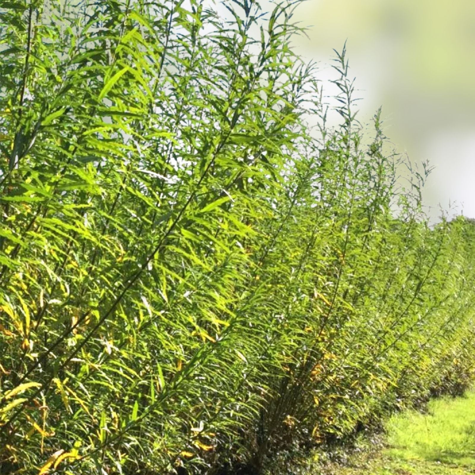 Austree Hybrid Willow Tree Cuttings 5 Pack, Fast Growing Privacy Trees, Salix × sepulcralis, Live Tree Planting Material