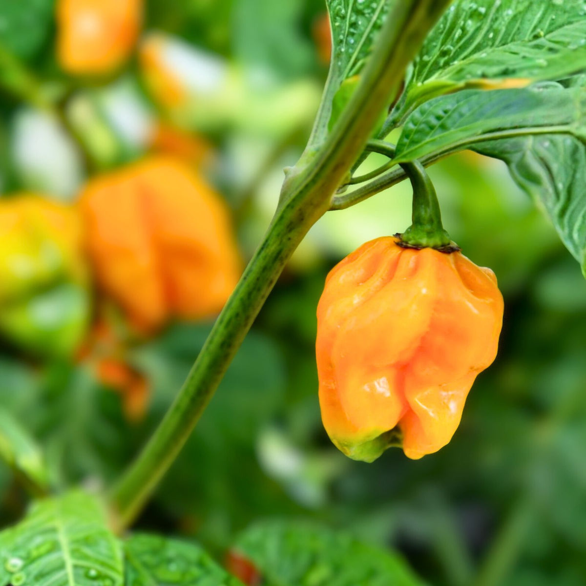 Habanero Pepper Plant 2 Pack 1 Gallon Hot Spicy Variety Capsicum chinense