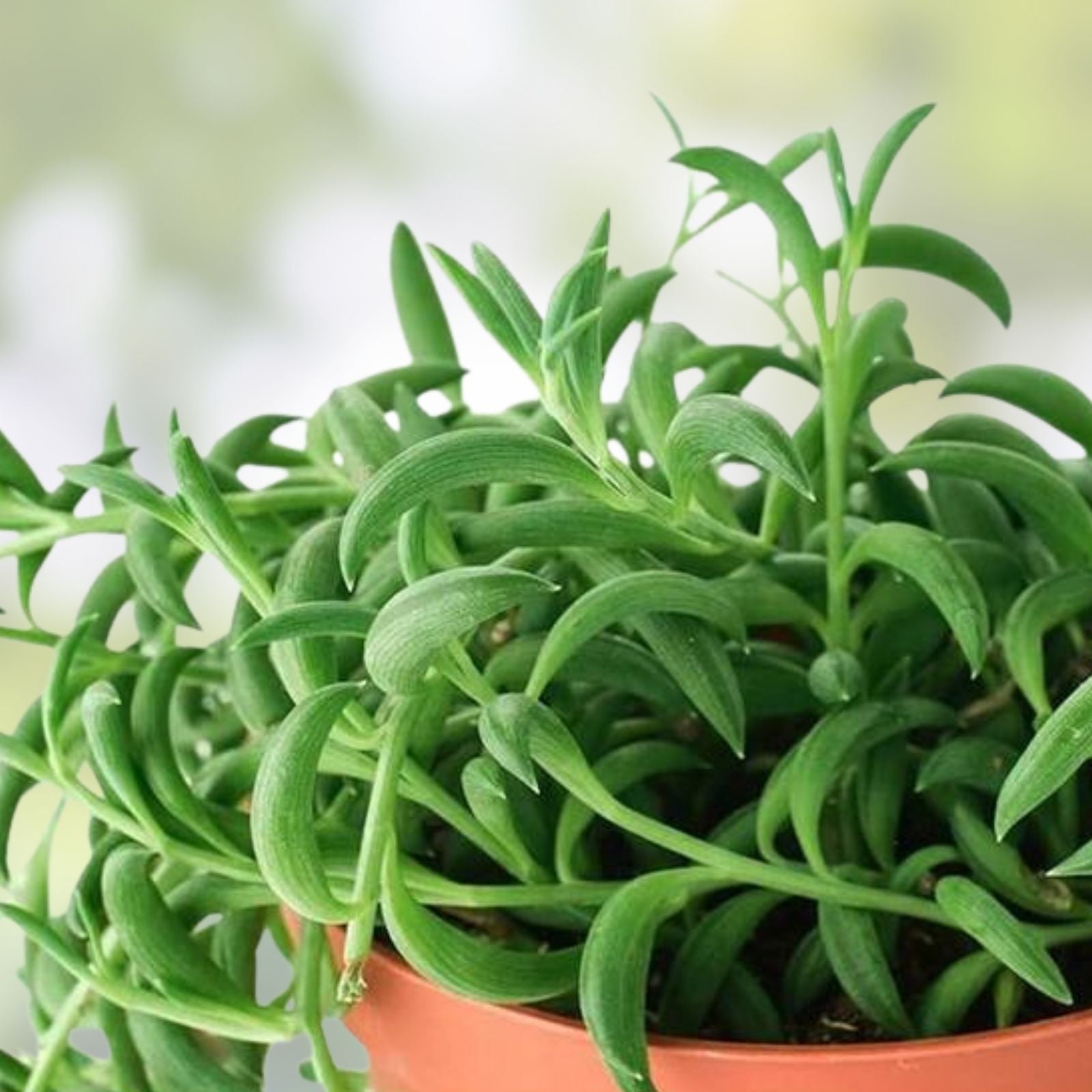 String of Bananas Cuttings 3 pcs, Senecio radicans, Easy Care Succulent Plant for Indoor Gardening
