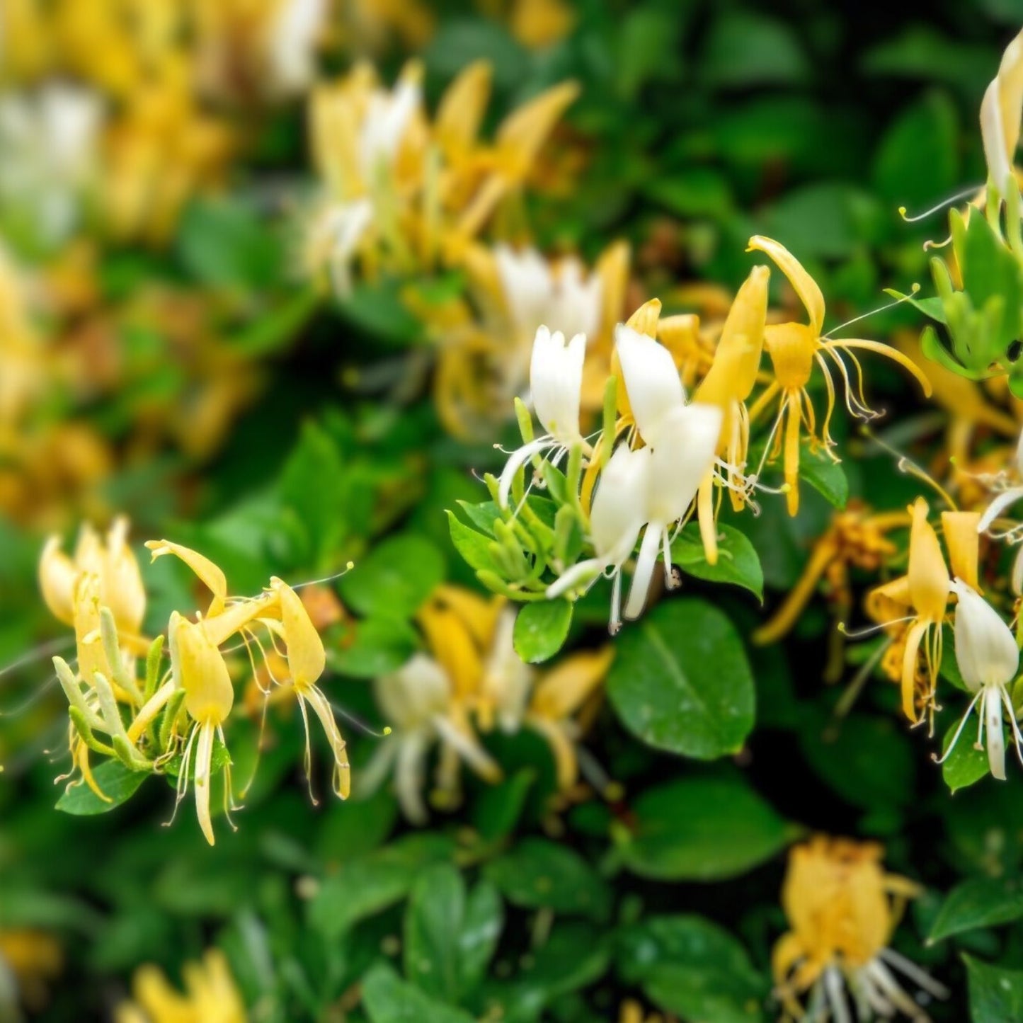 Live Honeysuckle Bush Plant – Well-Rooted Lonicera japonica, Fragrant, Hardy Ornamental Shrub, 6+ Inches