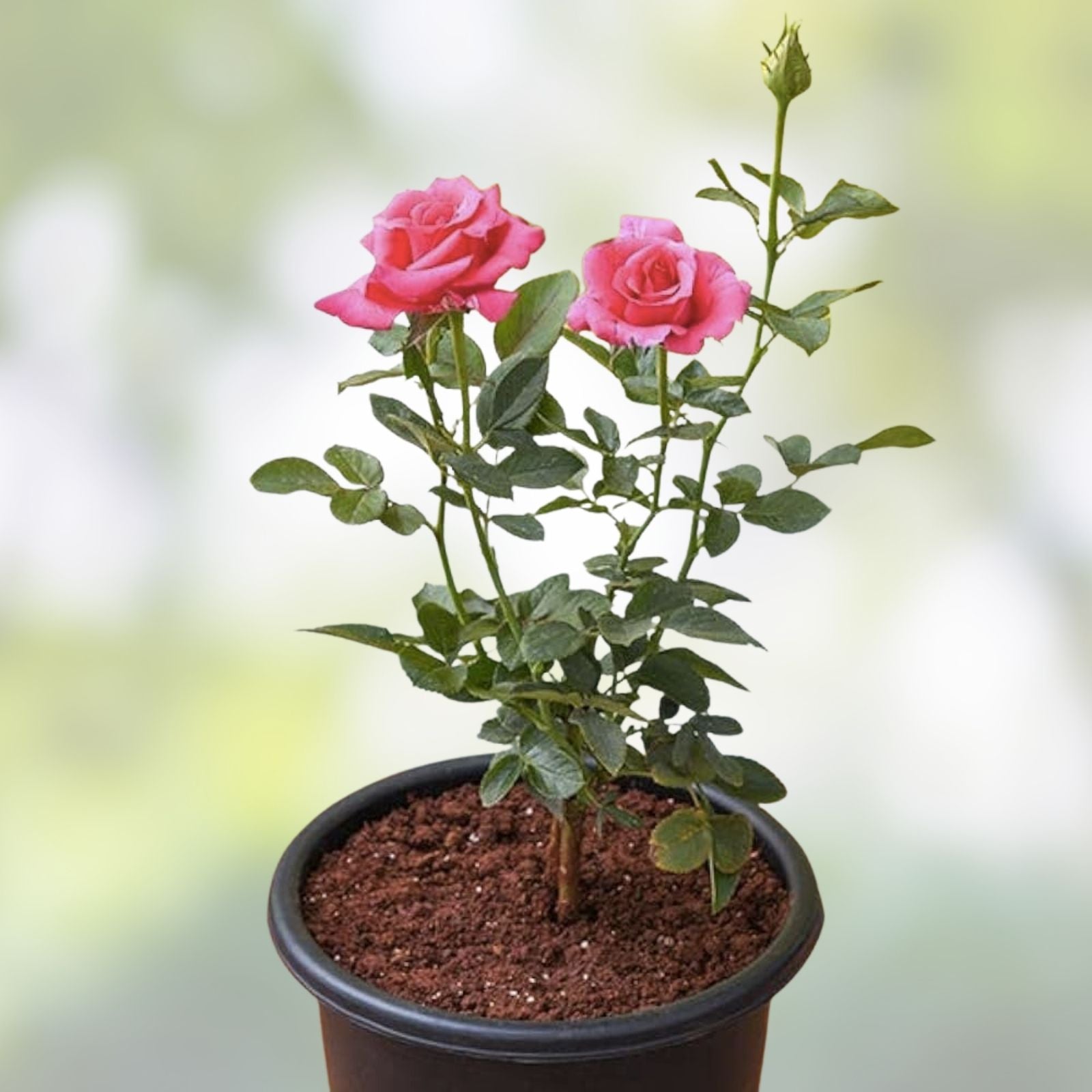 Organic Pink Rose Cuttings 5 Pack Ready to Root Rosa spp, Garden Flower Planting Material