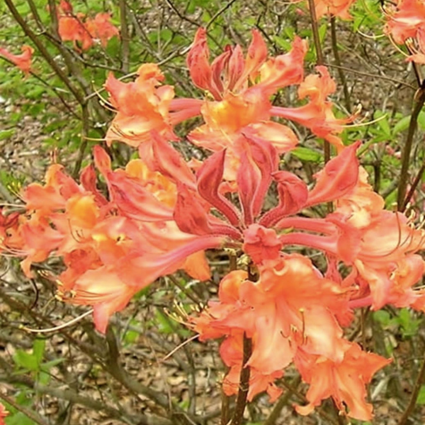 Aromi Azalea Starter Plant Lemonade Variety Deciduous Rhododendron Garden Flower Plant