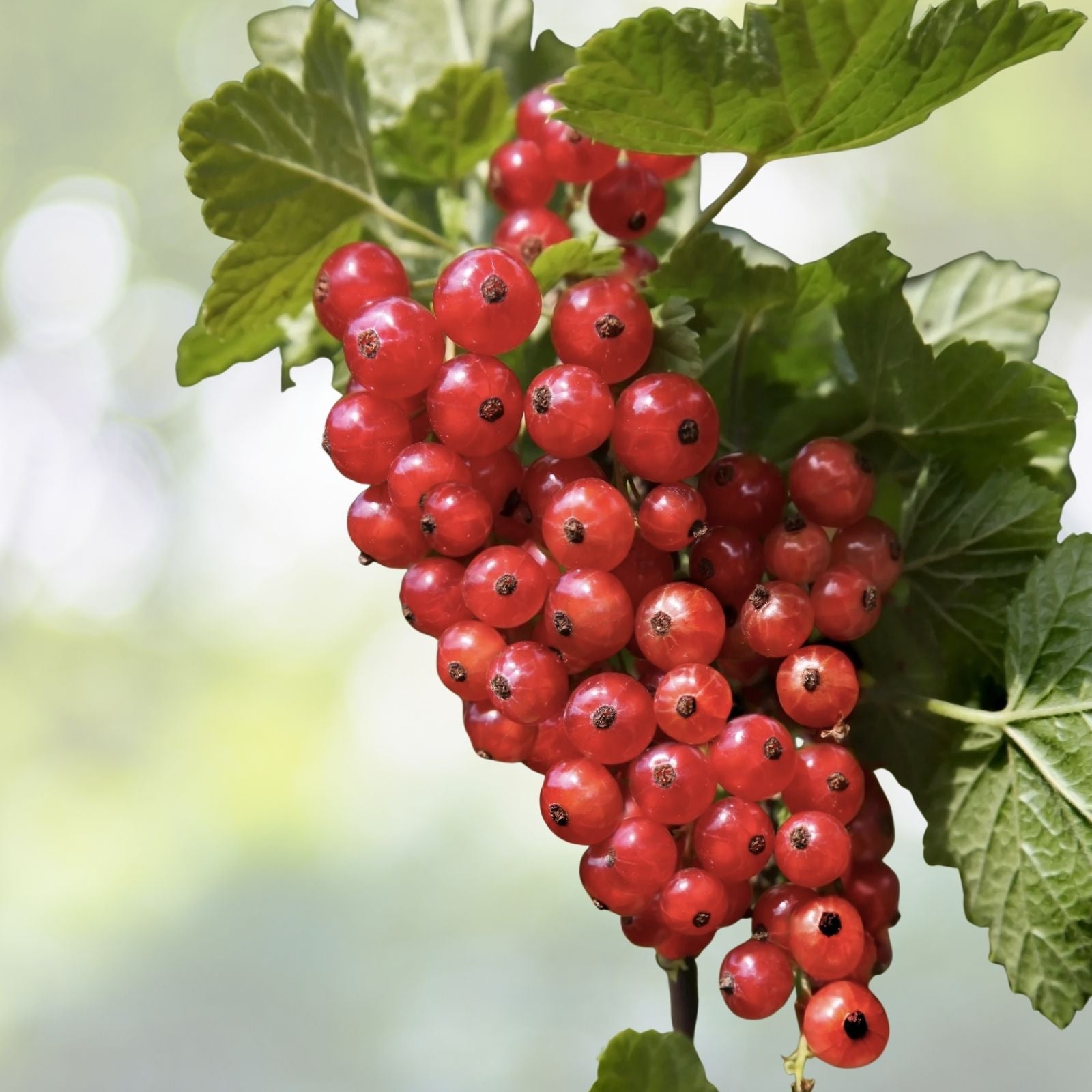 Red Wax Currant Plant - 60+ Edible Heirloom Fruit Flower Bush - Ribes Cereum