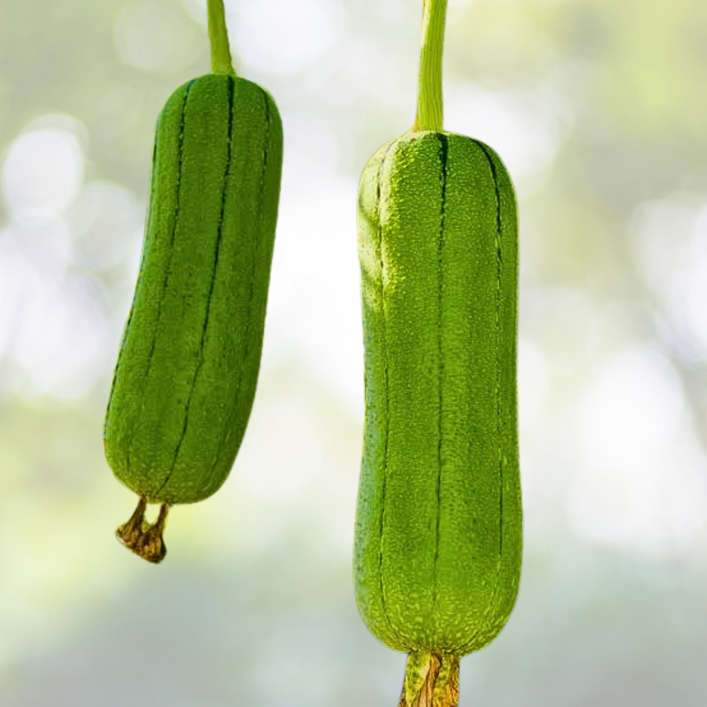 Luffa Gourd Seeds - 30pcs Non-GMO Chubby Loofah Sponge Seeds - Luffa cylindrica