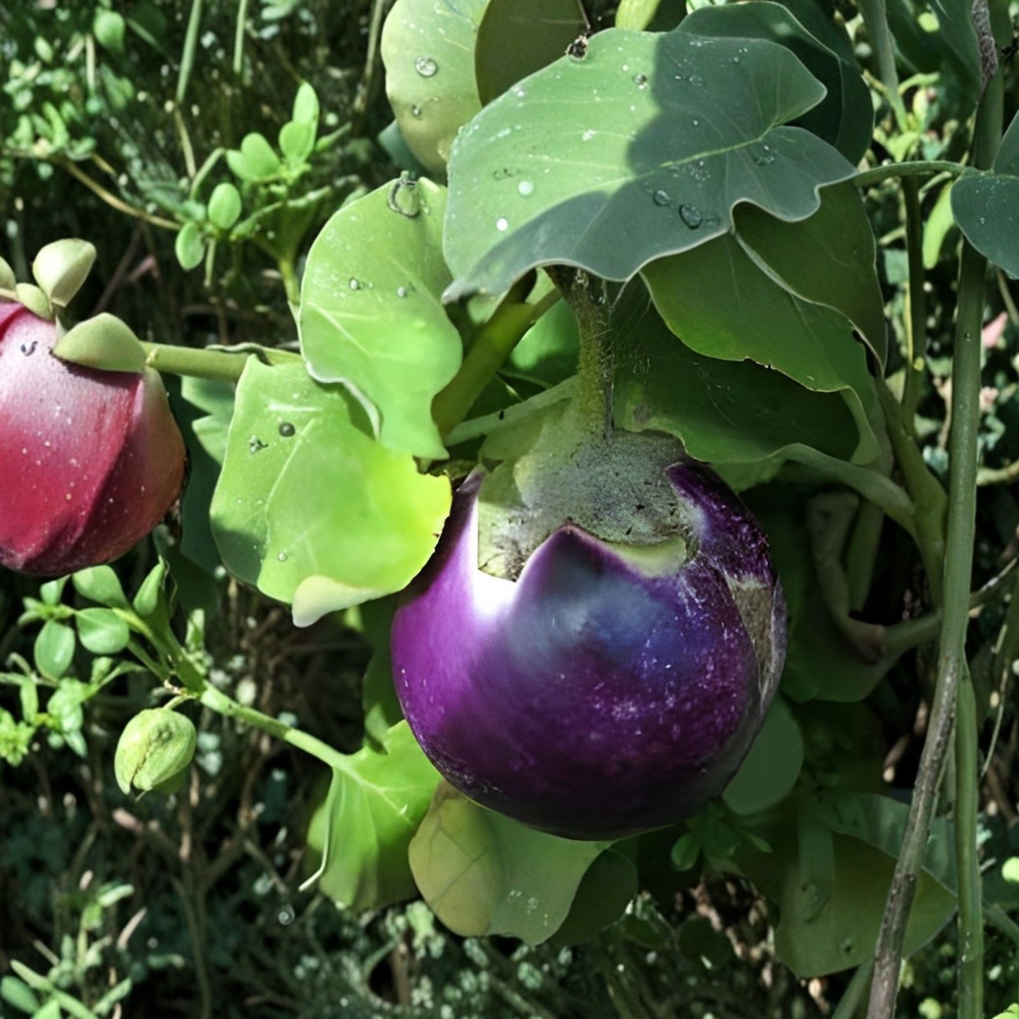 Black Beauty Eggplant Seeds - 150+ Non-GMO Heirloom Seeds for Exotic Vegetables - Solanum melongena