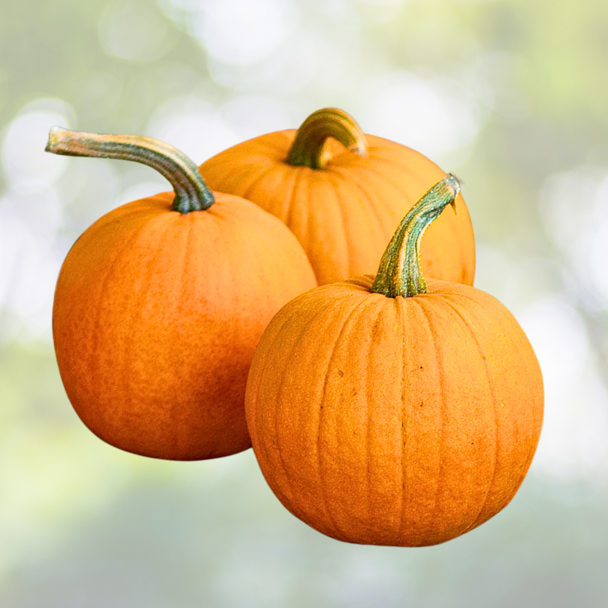 Small Sugar Pumpkin Seeds - Heirloom, Non-GMO, Great for Pies, 25 Seeds - Cucurbita pepo