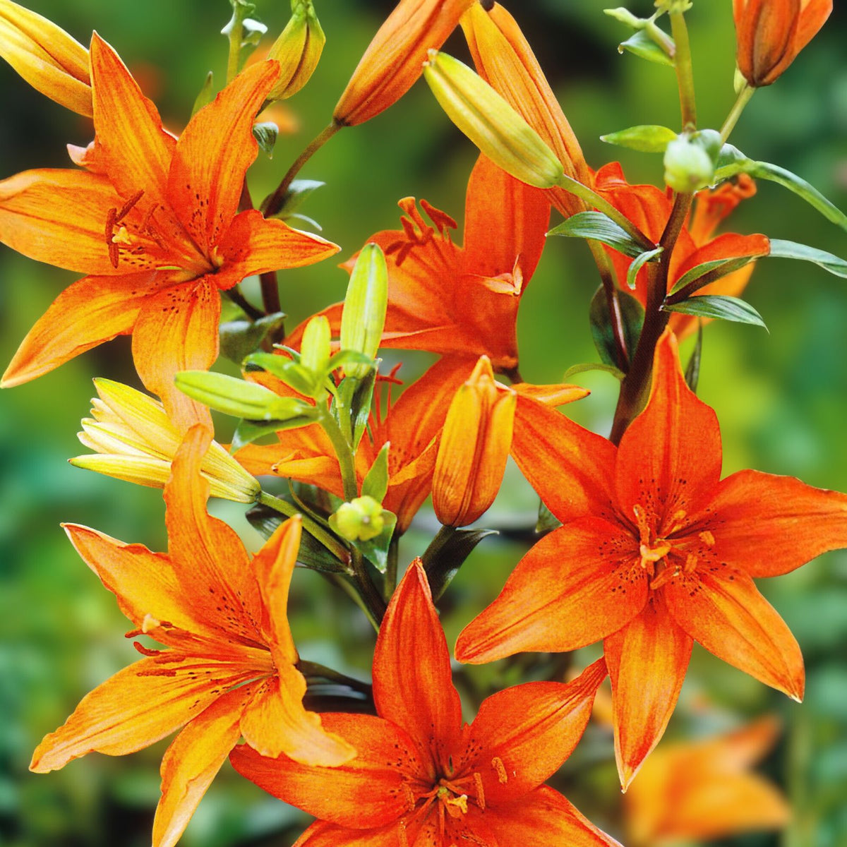 Orange Daylily Bulbs - 10 Bareroot Tawny Day Lily Rhizomes - Hemerocallis fulva - Native Medicinal Wildflower, Appalachian Grown