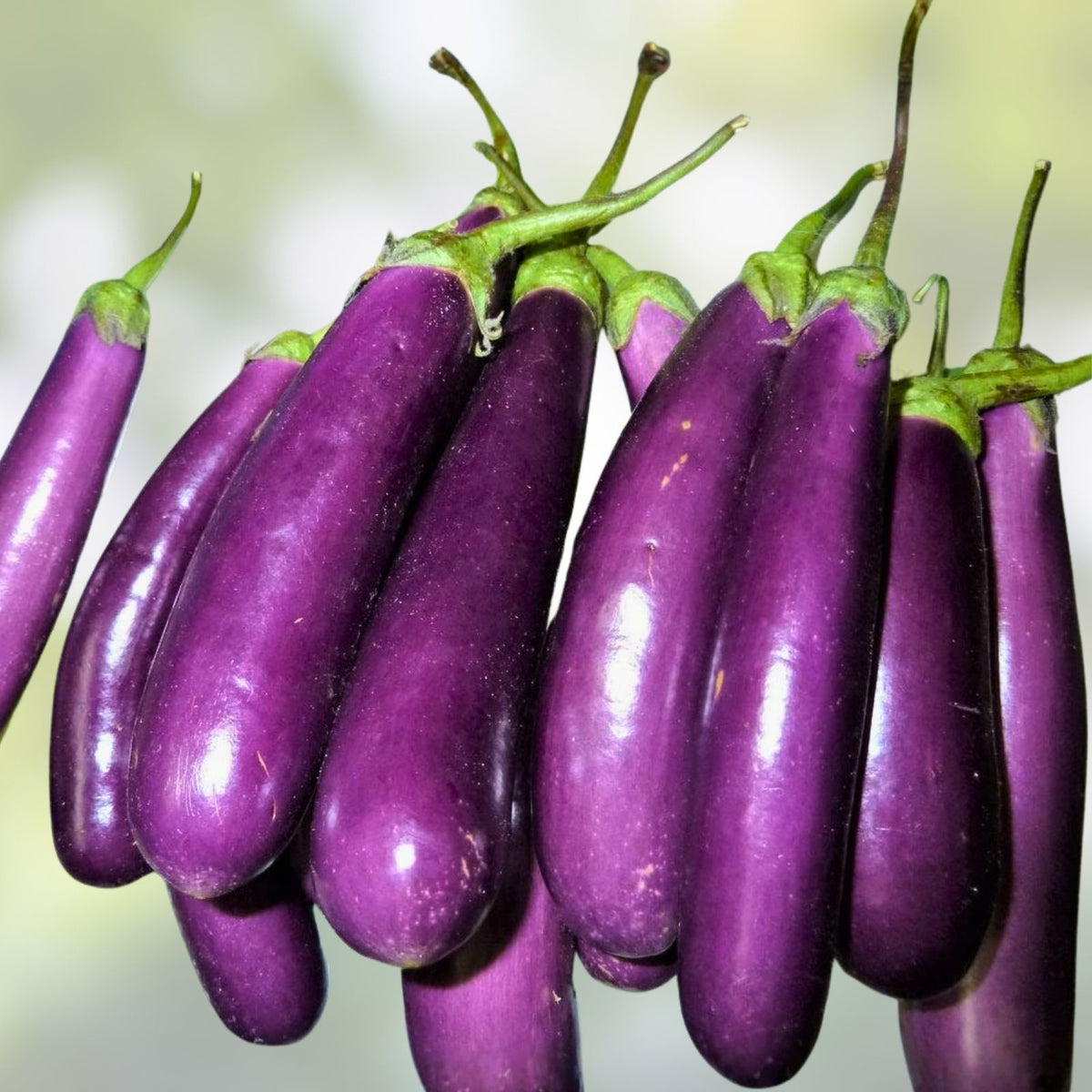 Long Purple Heirloom Eggplant Seeds – 500 Non-GMO Garden Seeds – Solanum melongena, Organic, Heirloom Variety