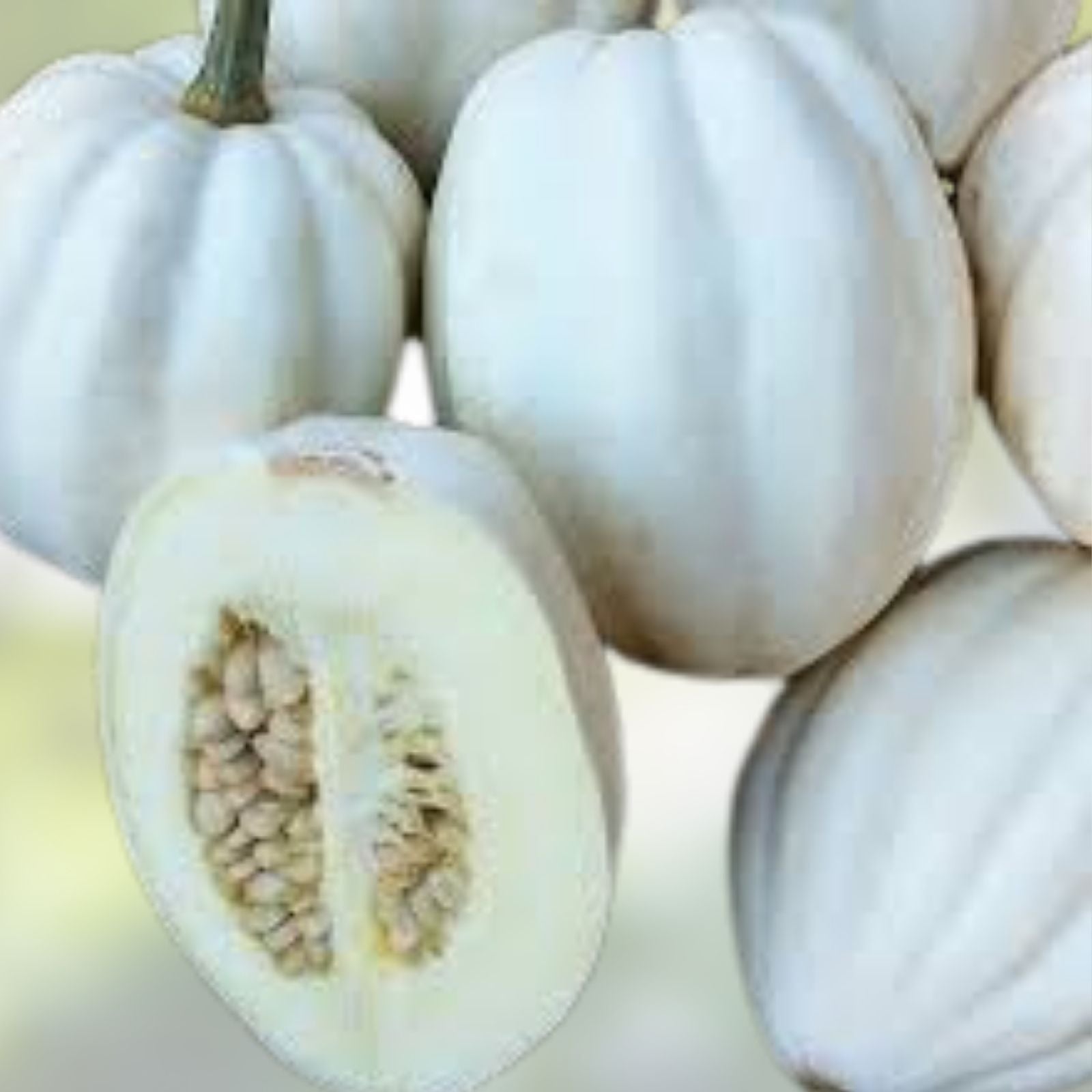Mashed Potato Squash Seeds 10 Pack - Exotic White Gourmet Cucurbita maxima Vegetable Seeds