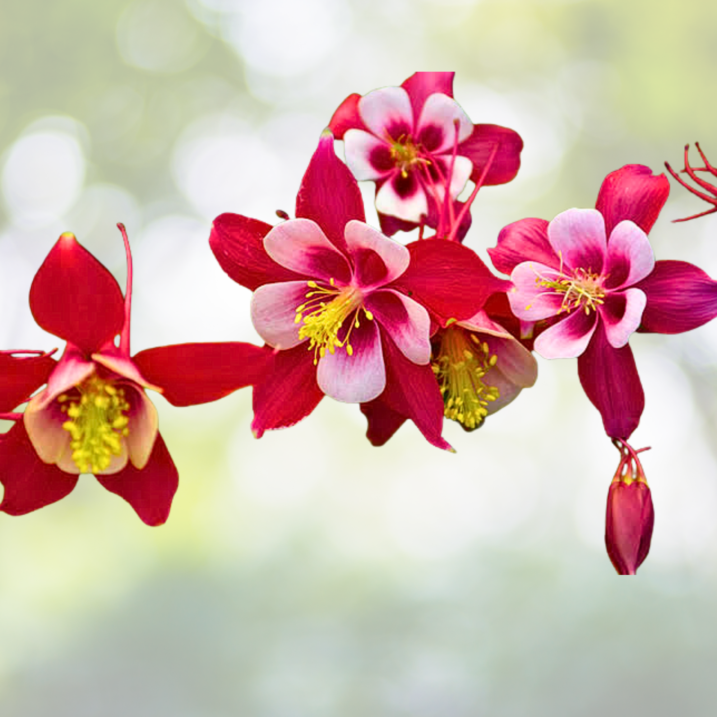 Columbine Seeds - 1000 Count - Red & White Bicolor Blooms - Aquilegia caerulea