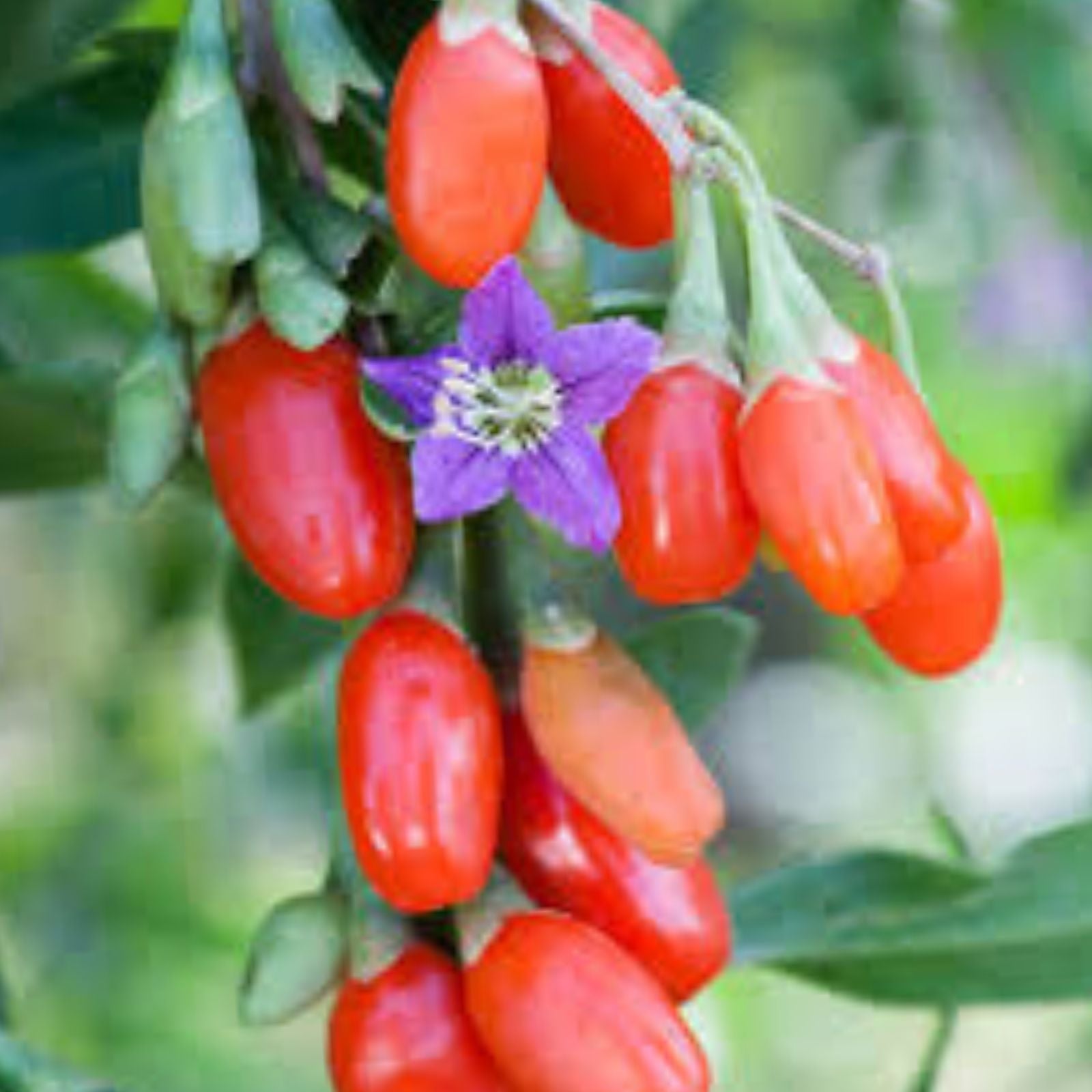 Goji Berry Plant Cuttings in Pot – Live Lycium barbarum Berries for Planting – Edible Fruit Shrubs