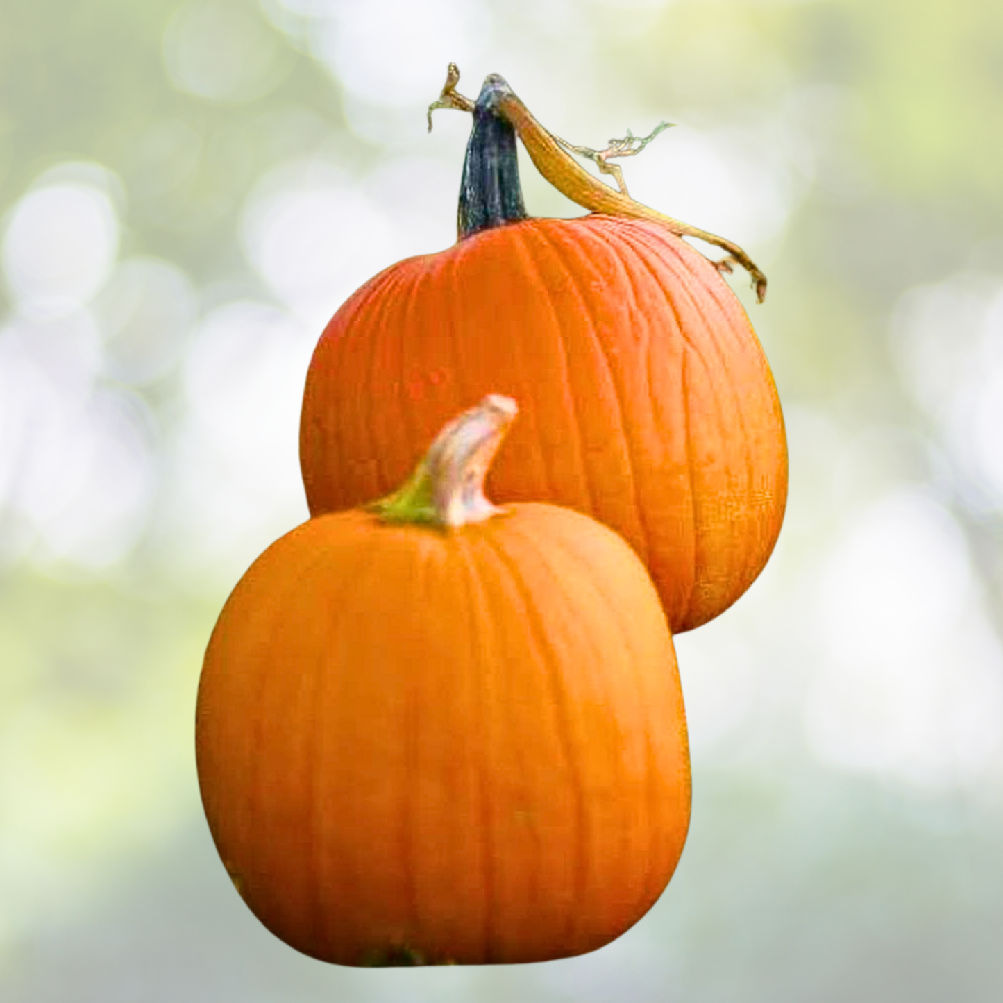 Small Sugar Pumpkin Seeds - Heirloom Stringless, Non-GMO, 20 Seeds for Canning & Pies - Cucurbita pepo