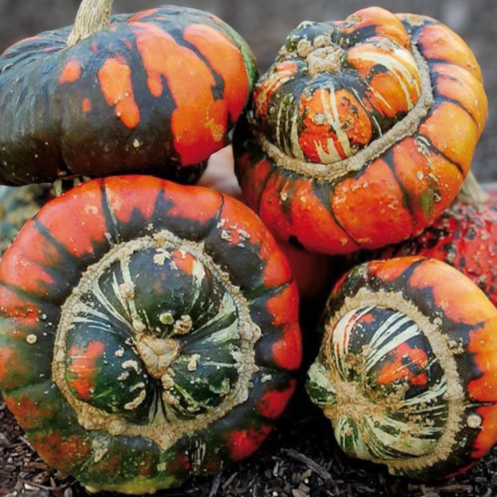 Turks Turban Squash Seeds - Organic 10 Pack - Cucurbita maxima - USA Grown, Heirloom, Non-GMO, Free Shipping
