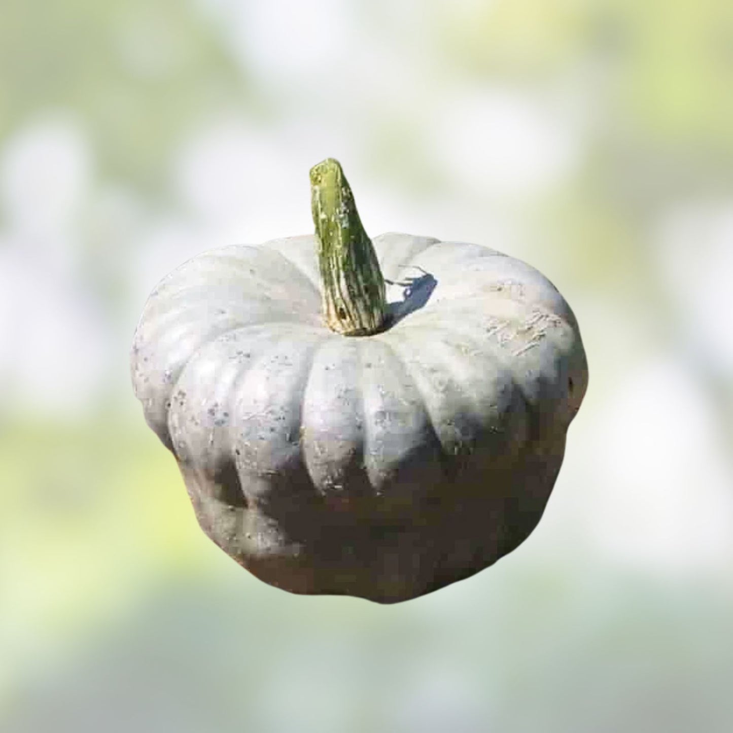 Queensland Blue Pumpkin Seeds 10 Pack | Easy to Grow Cucurbita maxima Vegetable Seeds