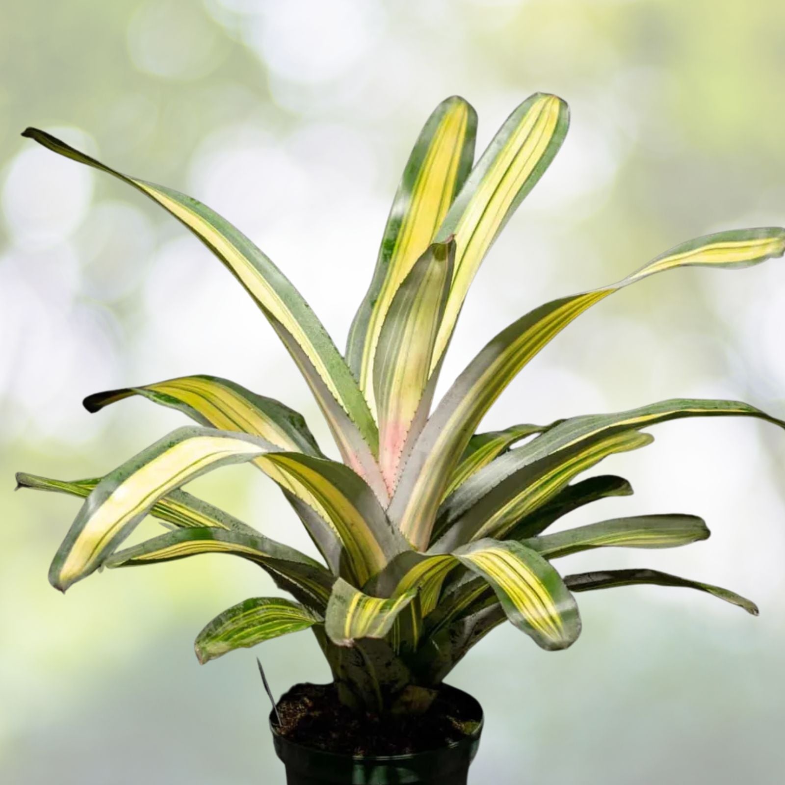 Bromeliad Plant 9 Inch Pot Aechmea Loie's Pride Tropical Houseplant Indoor Decor