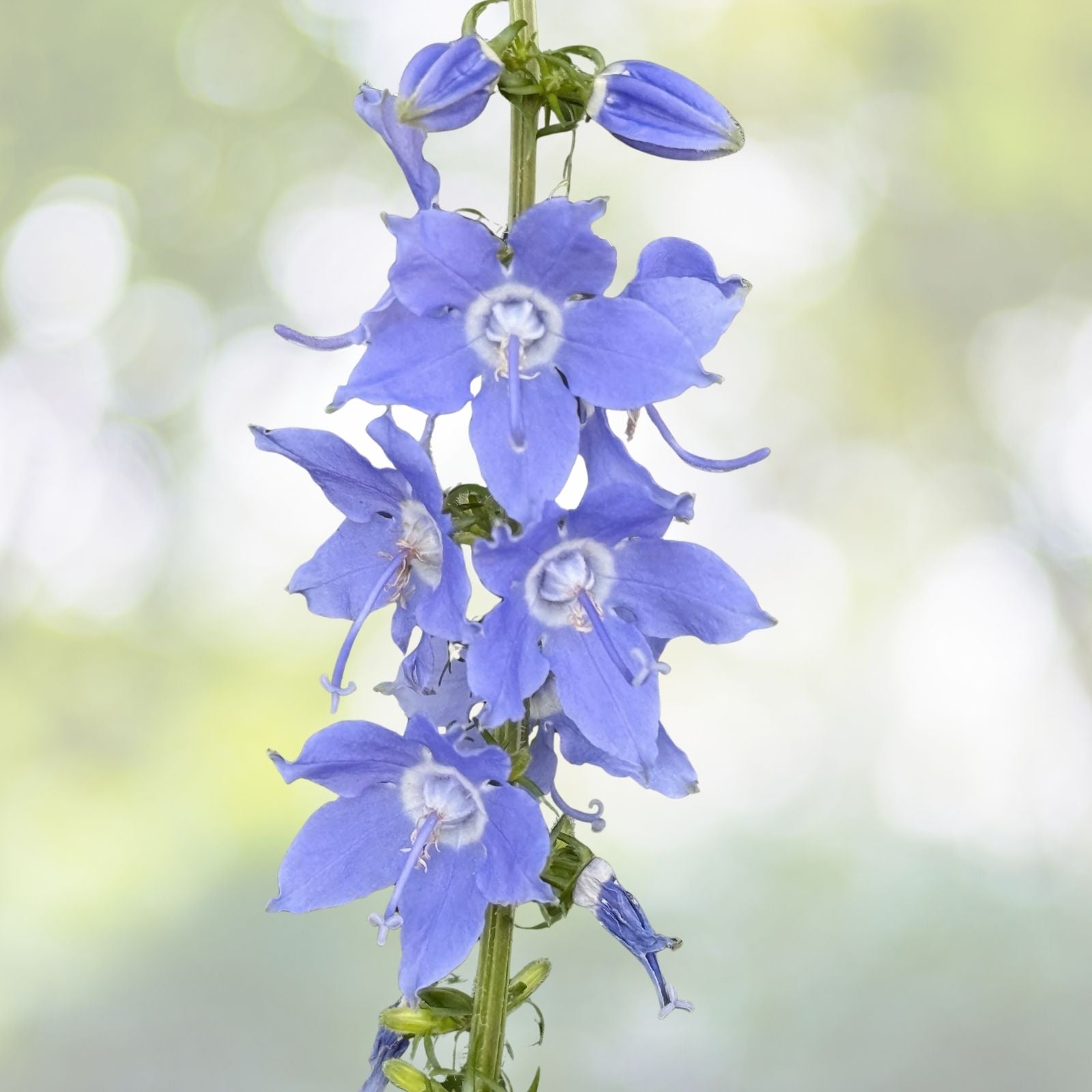 Tall Bellflower Seeds - 500+ Count - Campanula americana - Native American Wildflower - USA Grown