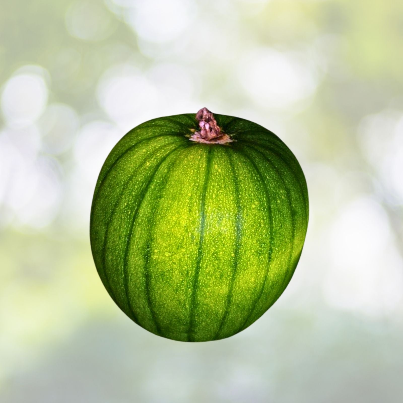 Spookie Pumpkin Seeds | NON-GMO Heirloom | Fresh Garden Seeds | Cucurbita pepo