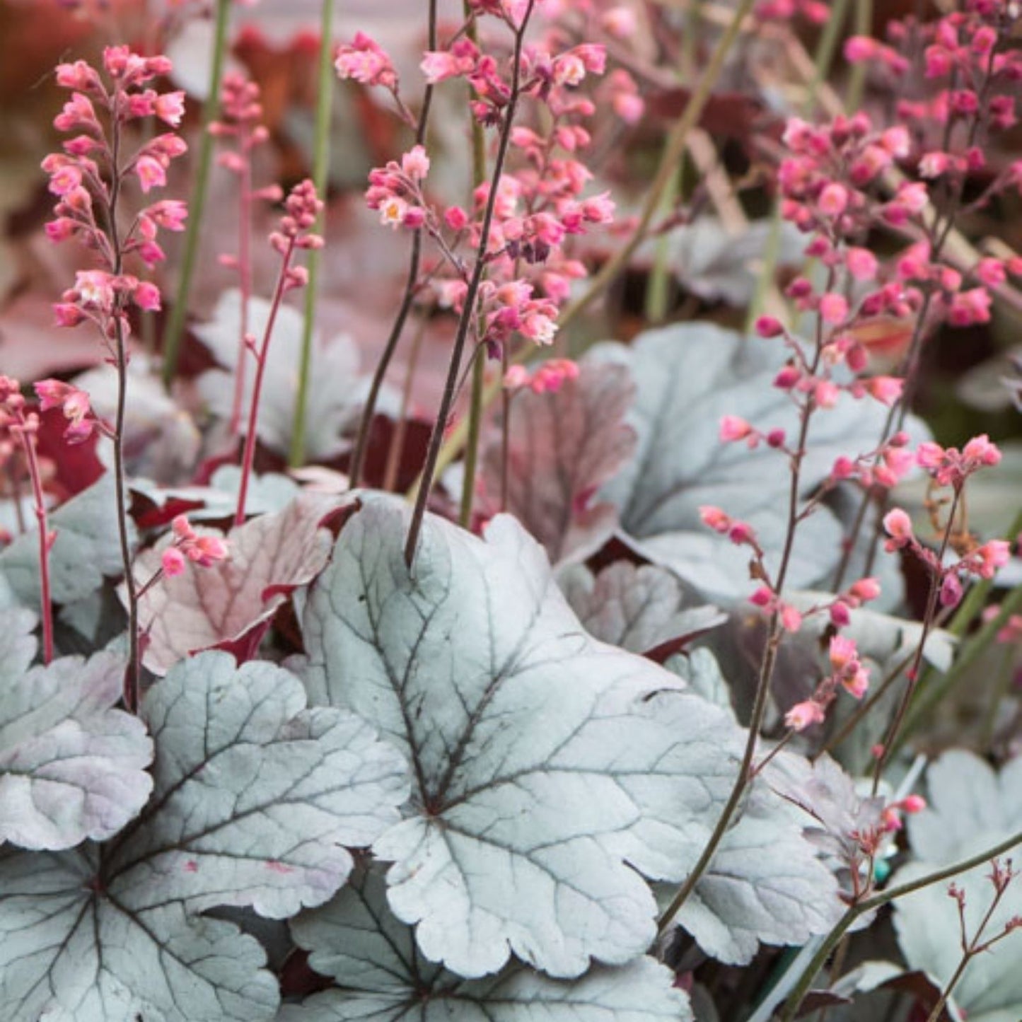 Heuchera Silver Gumdrop Bare Root Perennial Plant with Silver Leaves and Pink Flowers, Zone 4-9