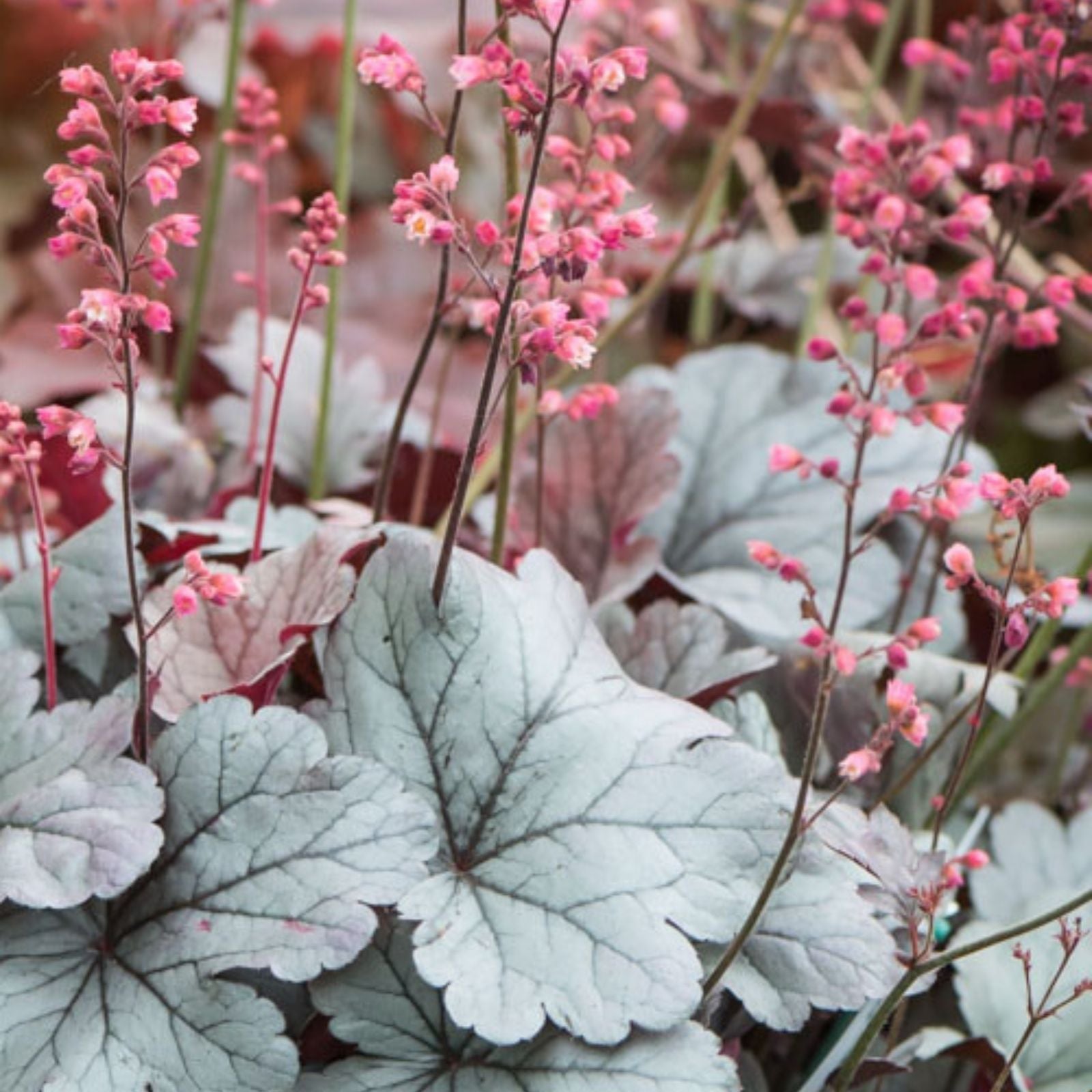 Heuchera Silver Gumdrop Bare Root Perennial Plant with Silver Leaves and Pink Flowers, Zone 4-9
