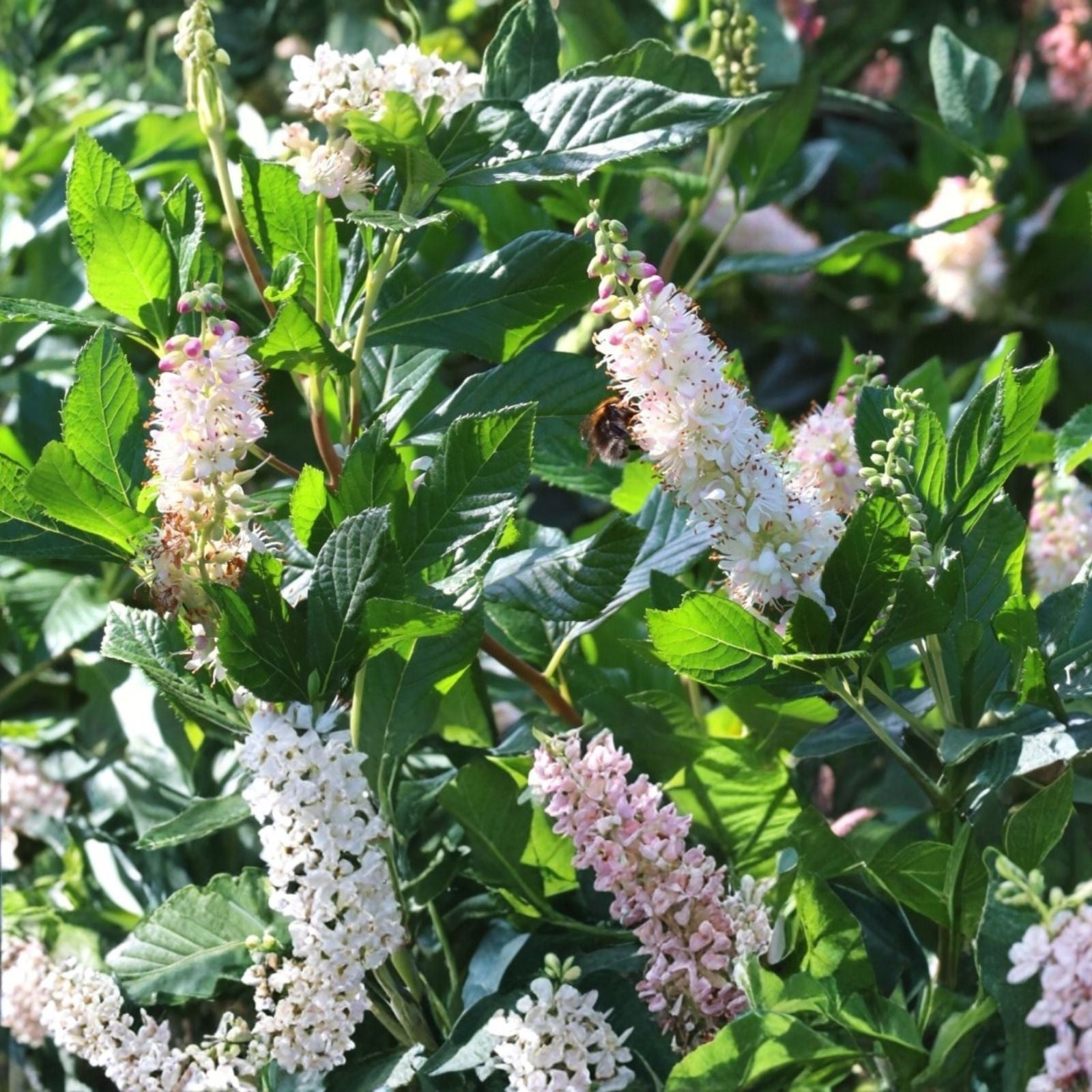 Sweet Pepperbush Plants - 5 Live Ornamental Clethra alnifolia Shrubs - Fragrant Native Shrubs Attracting Pollinators