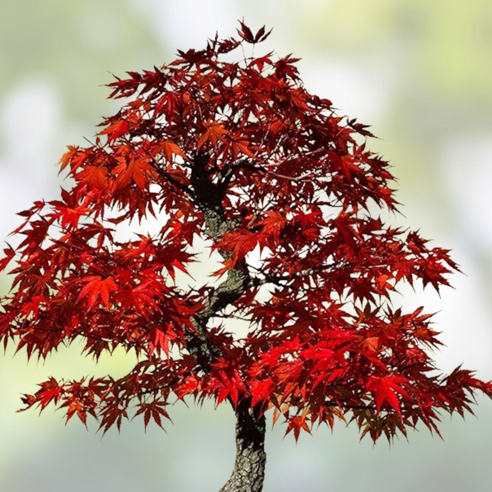 Red Maple Bonsai Tree Seeds - 30 Count - Acer rubrum - Made in USA, Ships from Iowa, Live Plant Seeds for Bonsai Cultivation