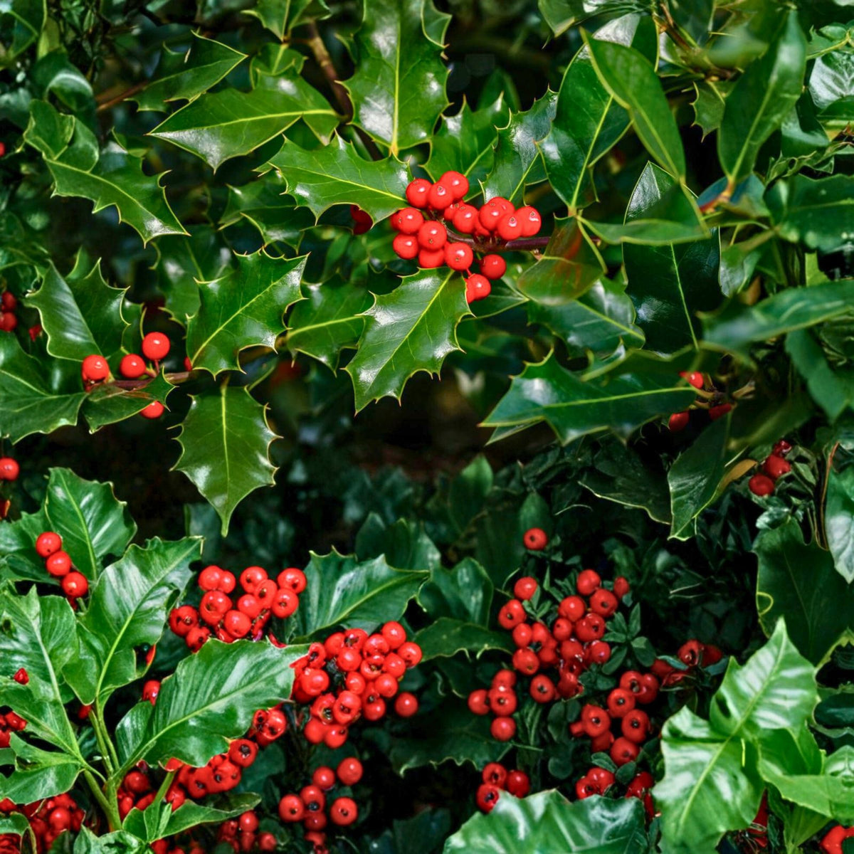 American Holly Ilex Cuttings 15+ Unrooted Organic Evergreen Tree Wildlife Attractant Fragrant Flowers Showy Fruits 5 8 Inches