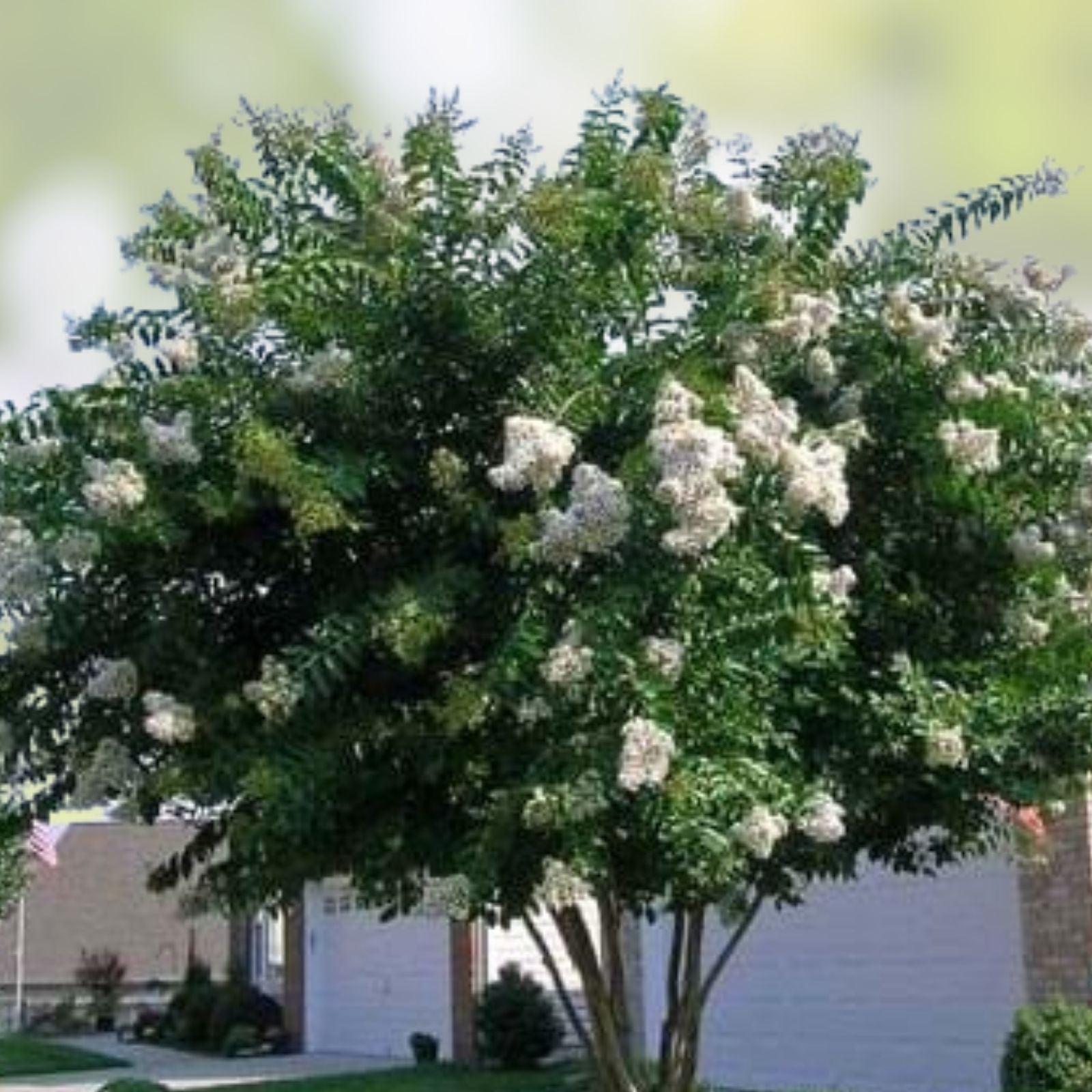 Crape Myrtle Cuttings 10 Pack 'Natchez' Lagerstroemia indica x fauriei Rare for Rooting Grafting