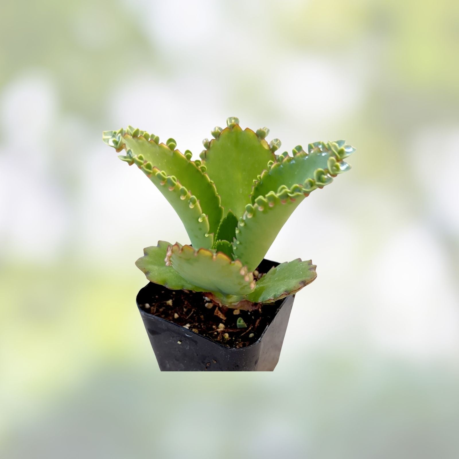 Kalanchoe Succulent Cuttings – 10+ Mother of Millions, Mexican Hat Plant, Easy Care Houseplant, Kalanchoe daigremontiana