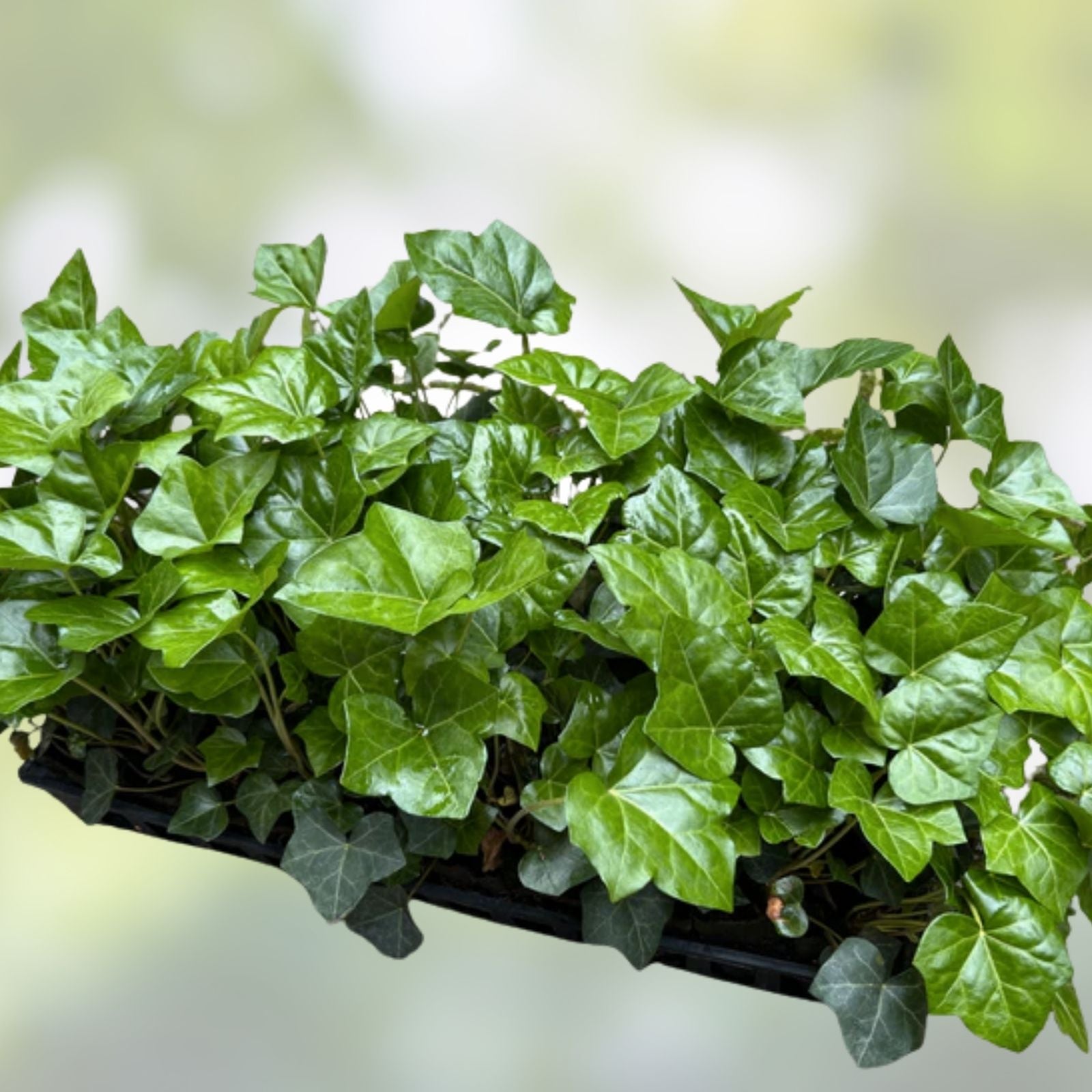 English Ivy Cuttings - 10 Live Plants for Groundcover, Living Fence, Patio Decor - Hedera helix