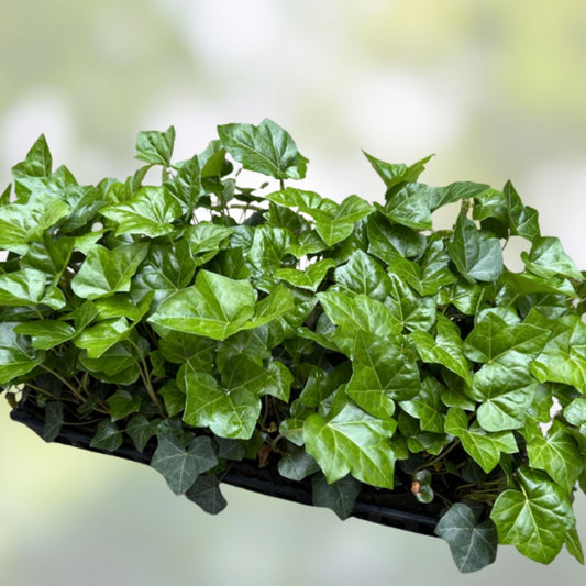 English Ivy Cuttings - 10 Live Plants for Groundcover, Living Fence, Patio Decor - Hedera helix