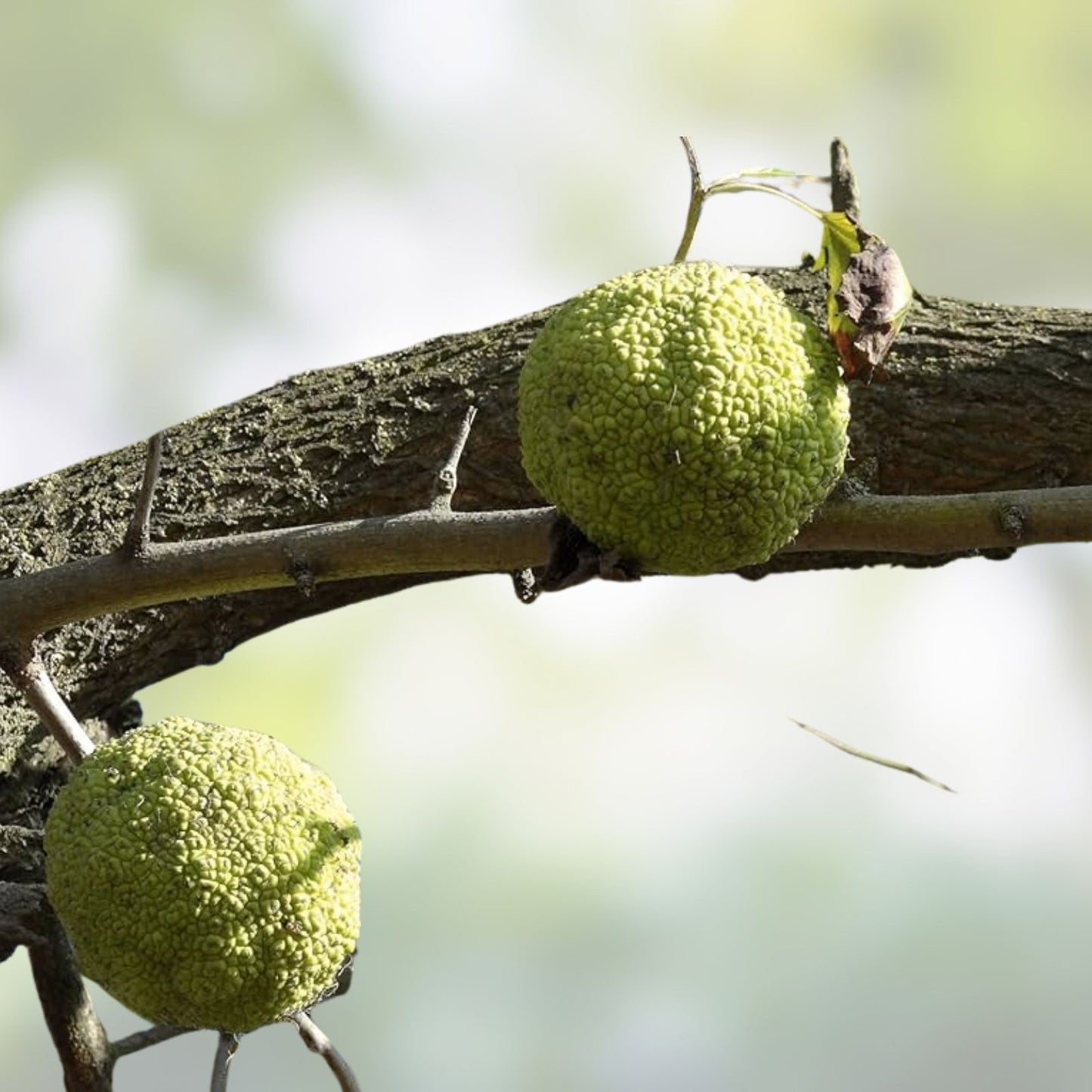 Osage Orange Tree Seedlings 12-24 inches for Planting Maclura pomifera, Fruit Tree, Ornamental Tree, Fast Growing