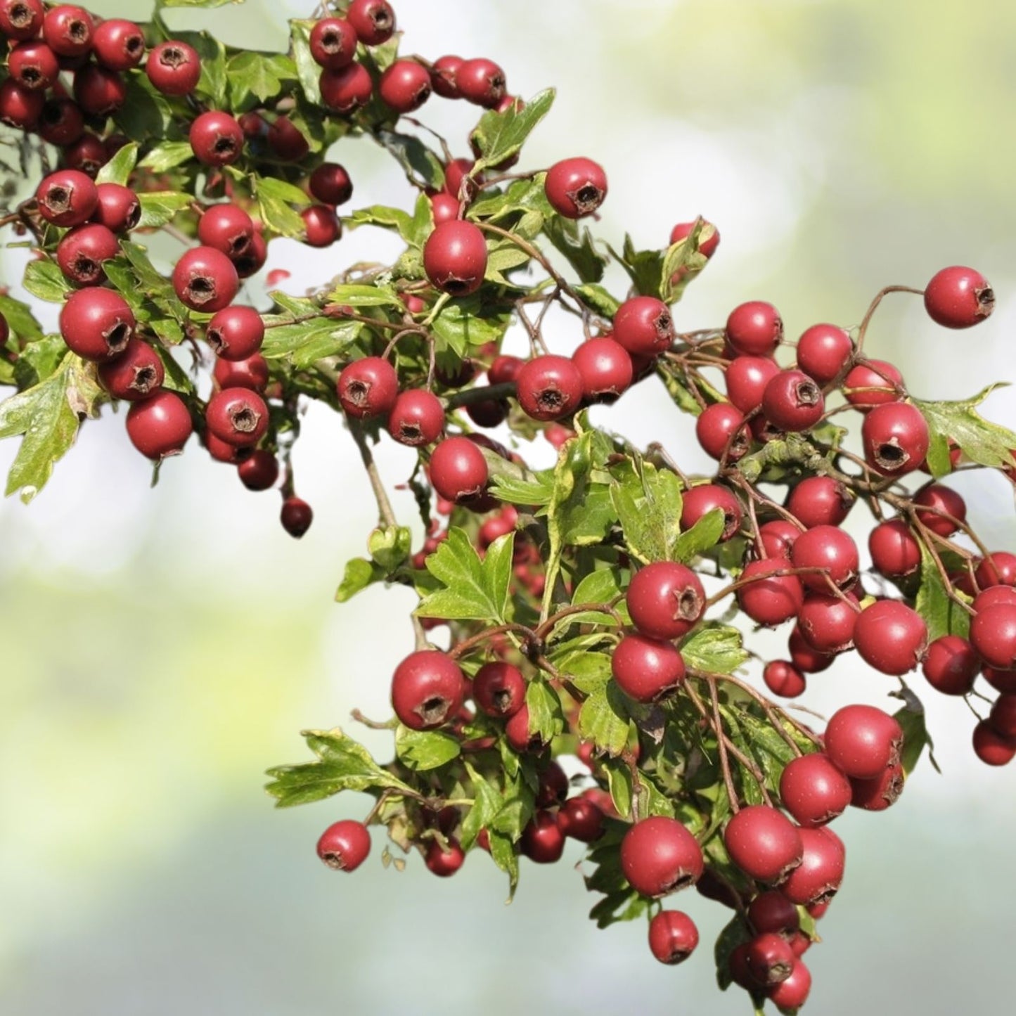Wild Hawthorn Seeds - Organic 20 Count - Crataegus monogyna - Native Plant Seeds with Free Shipping