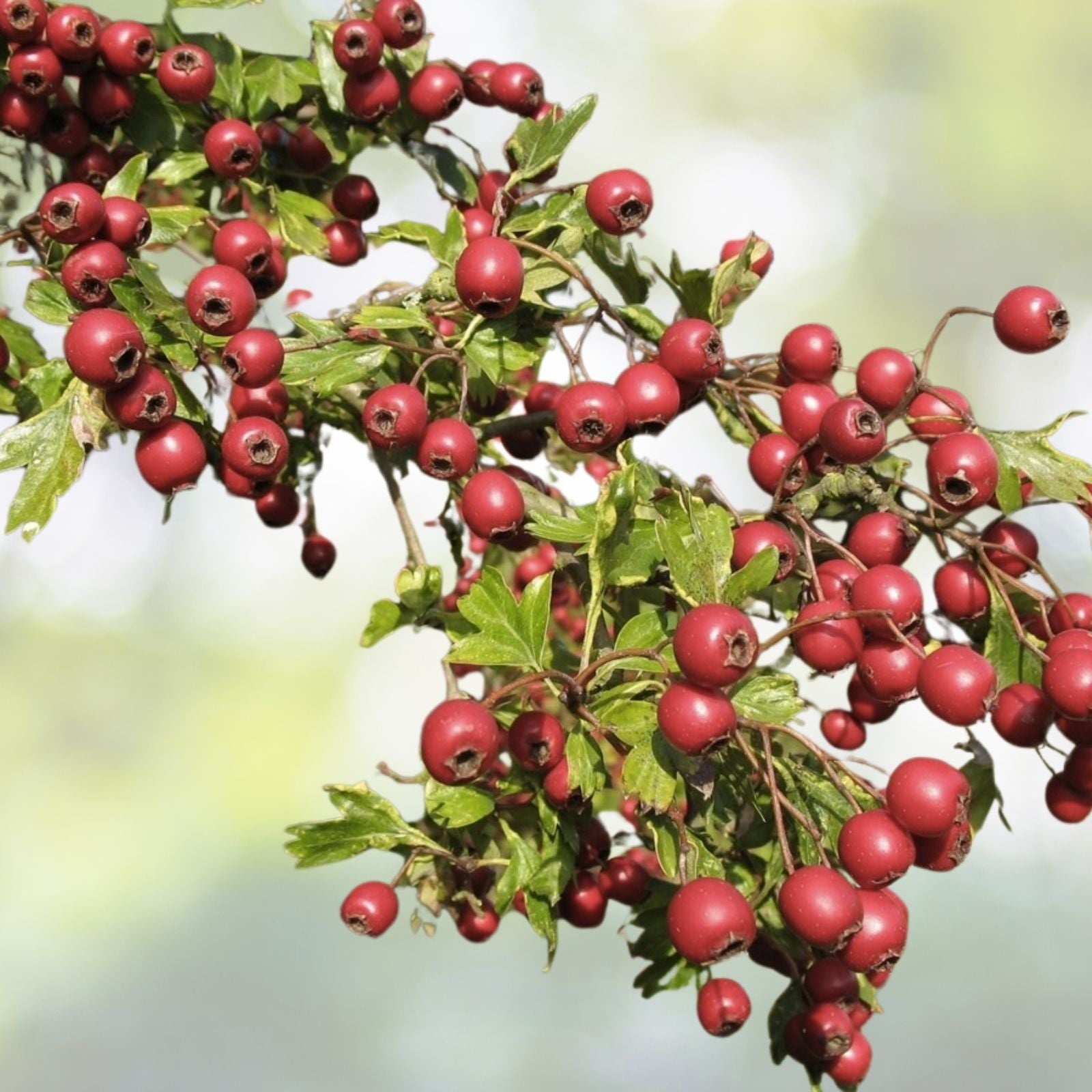 Wild Hawthorn Seeds - Organic 20 Count - Crataegus monogyna - Native Plant Seeds with Free Shipping