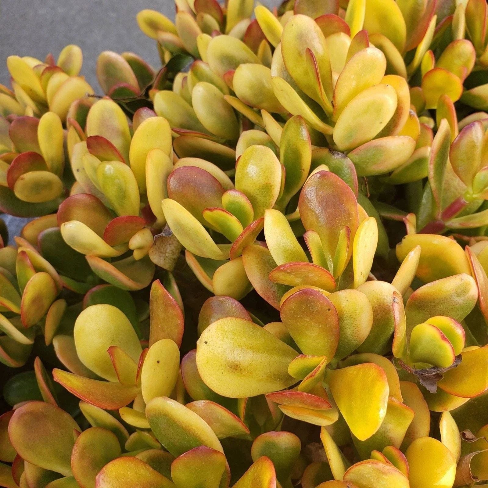 Succulent Cuttings – 5 Crassula Ovata Hummel Sunset Golden Jade Plants – Indoor House Plants