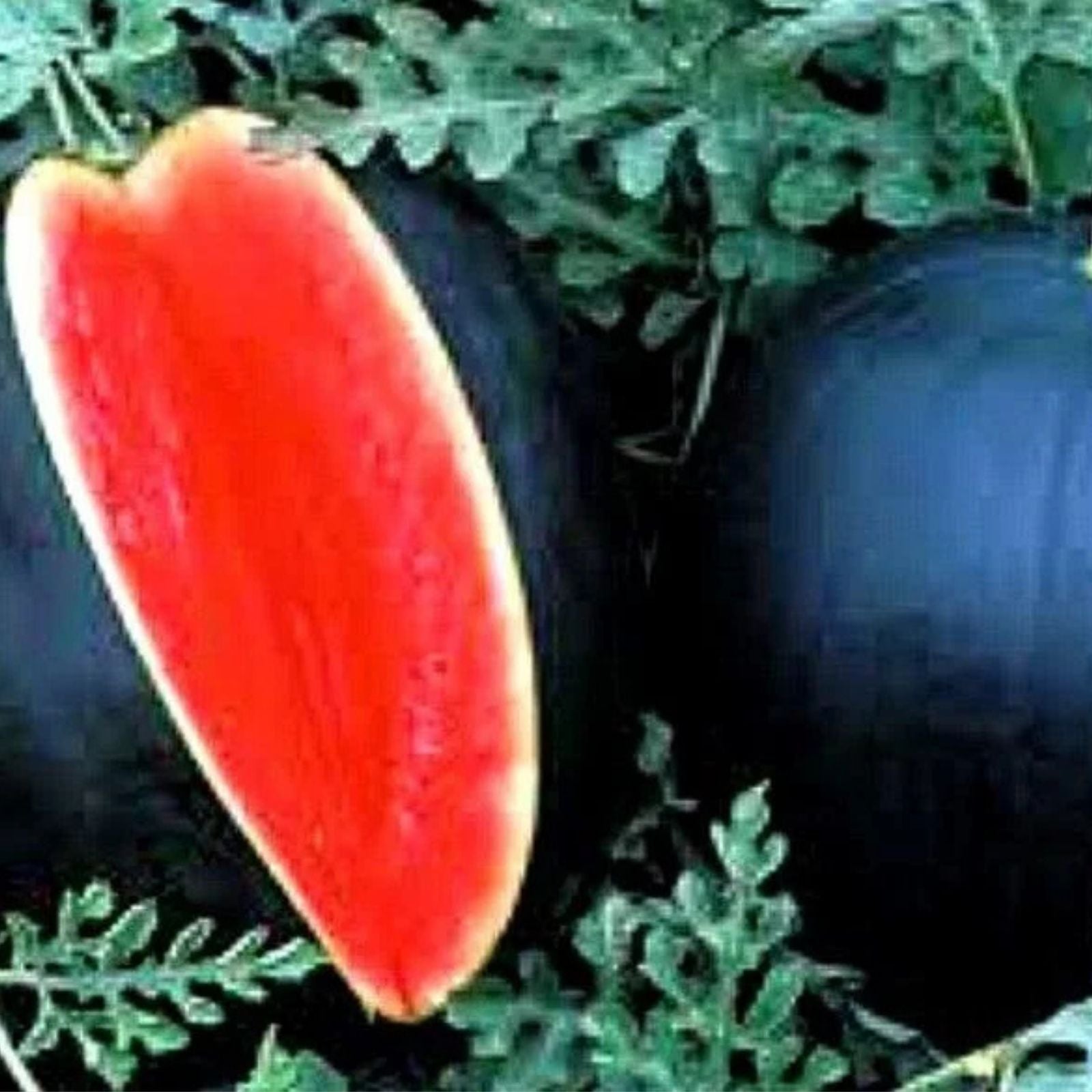 Watermelon Seeds 100-Pack Black Diamond Heirloom Non-GMO Citrullus lanatus Fruit Seeds for Gardening and Planting