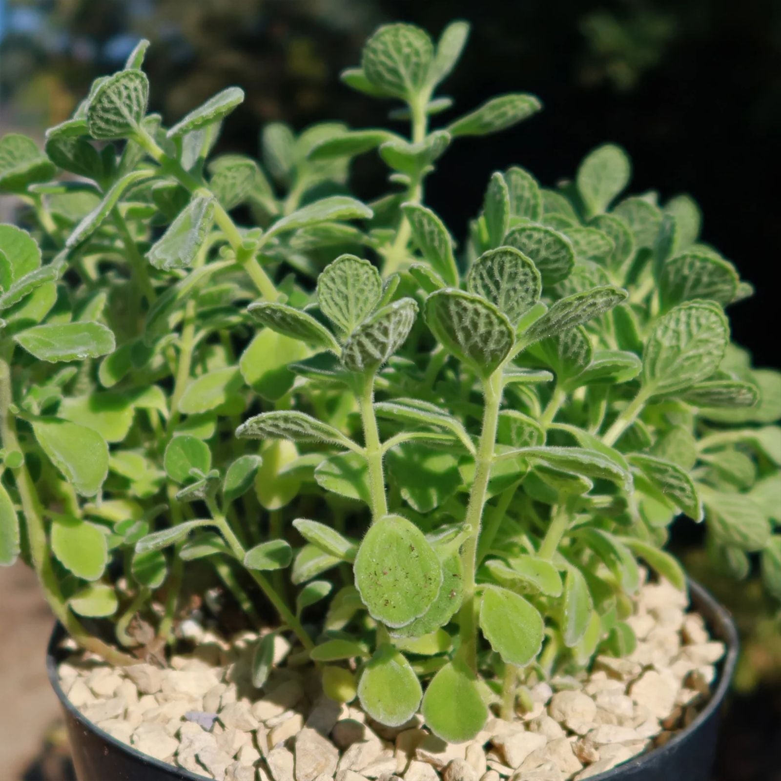 Succulent 4" Vicks Plant 2-Pack - Plectranthus Tomentosa Minty Camphor Herb Live Plant